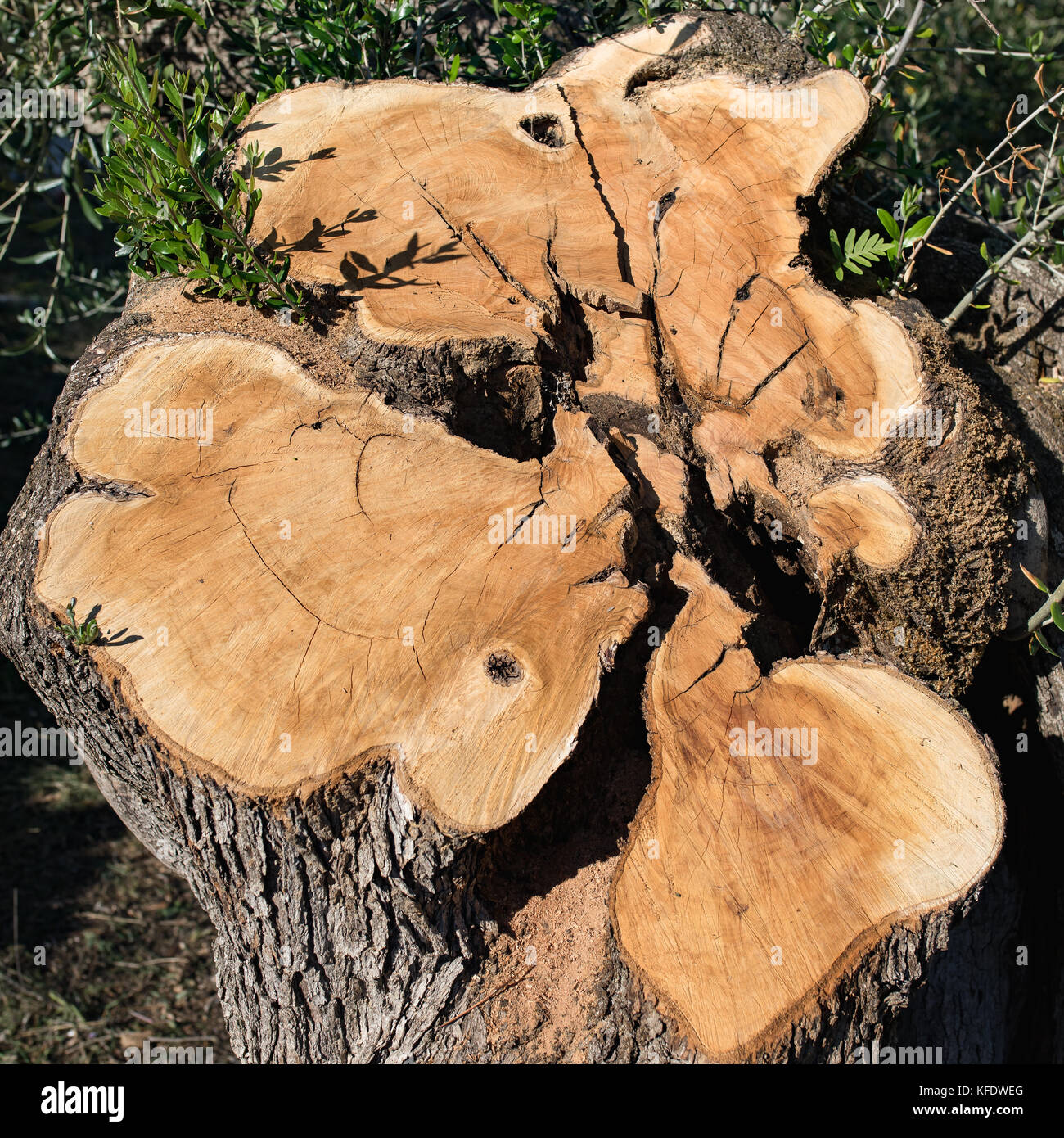 Olive Tree Stump, Rumpf gerissen. Stockfoto