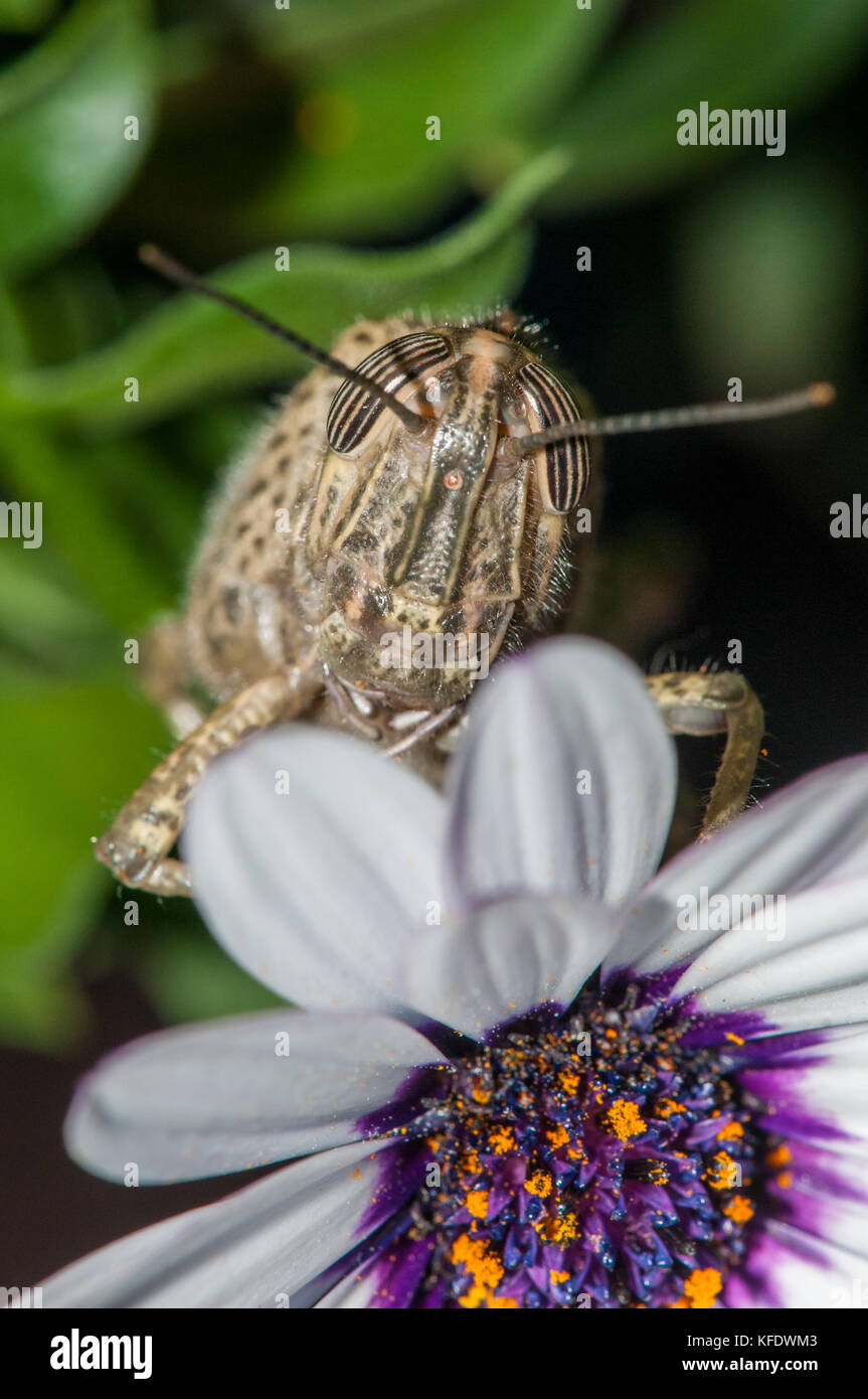 Ägyptische Locust (Anacridium aegyptium) auf einem Blue-eyed Daisy (osteospermum) Stockfoto