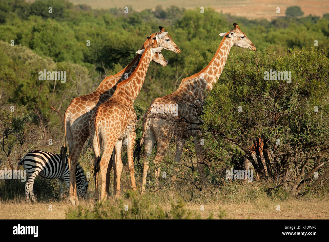 Giraffen (Giraffa Plancius) im natürlichen Lebensraum, Südafrika Stockfoto