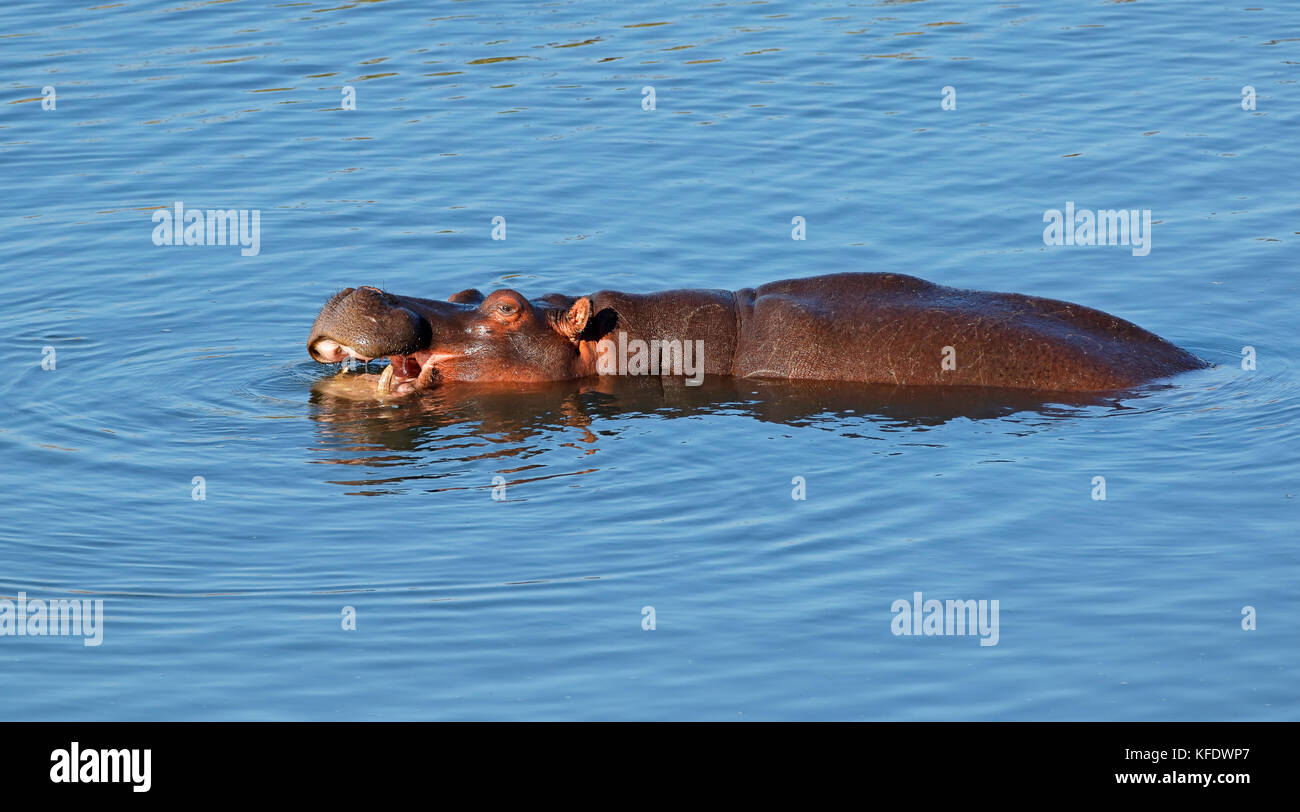 Flusspferd (Hippopotamus amphibius) in Wasser, Krüger Nationalpark, Südafrika Stockfoto