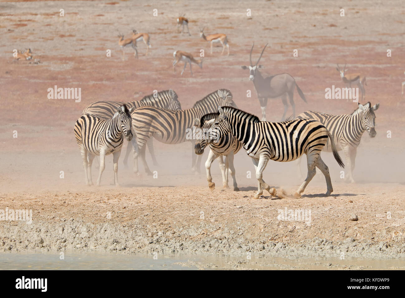 Ebenen Zebras (Equus burchelli) in Staub, Etosha National Park, Namibia Stockfoto