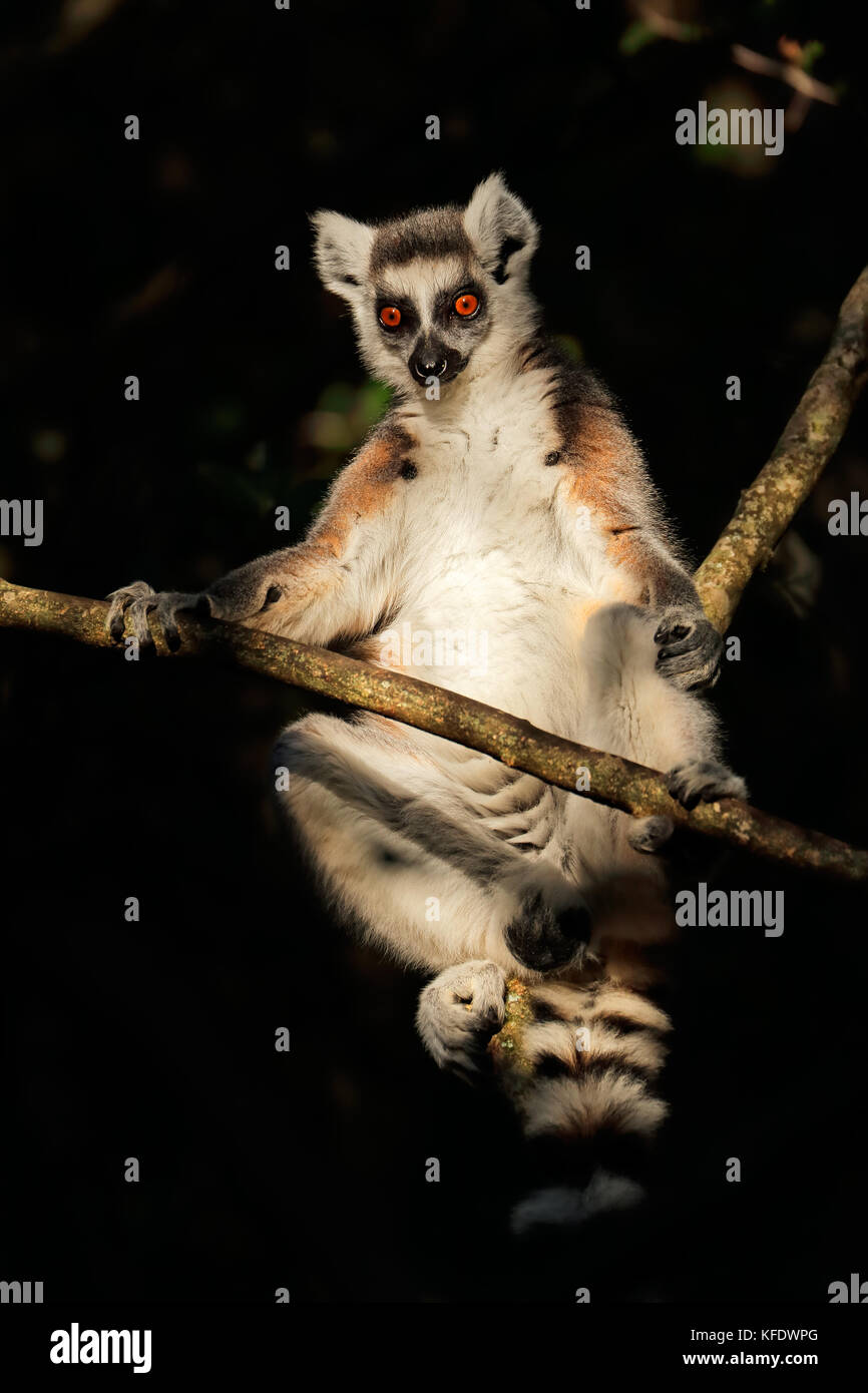 Ein Ring-tailed Lemur (Lemur catta) sitzen auf dem Baum, Madagaskar Stockfoto