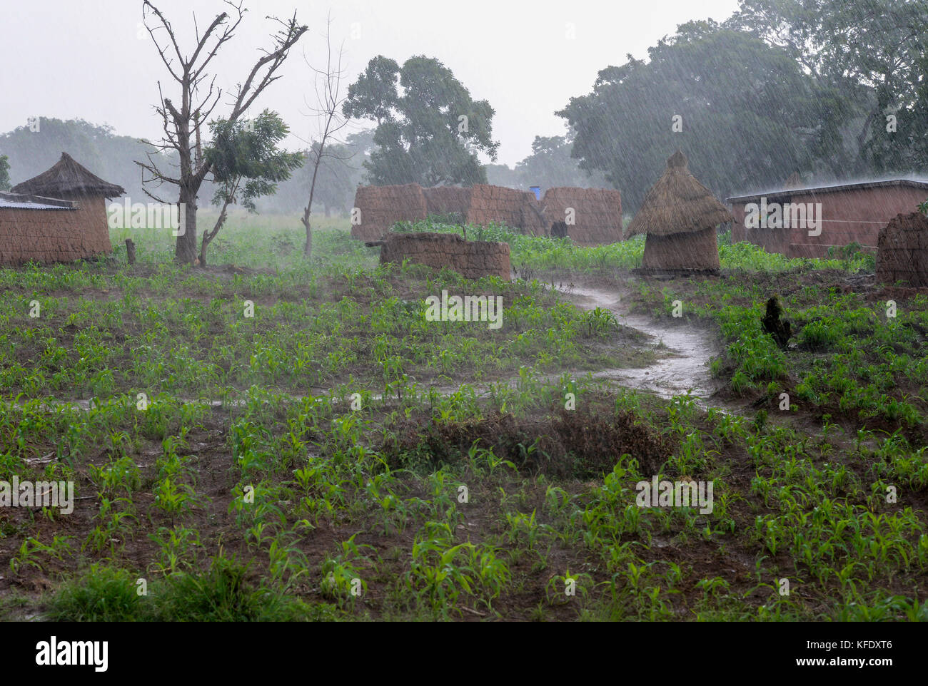 BURKINA FASO, Provinz Poni, Gaoua,, Dorf und Mais Feld in der Regenzeit/Dorf und Maisfeld in der Regenzeit Stockfoto