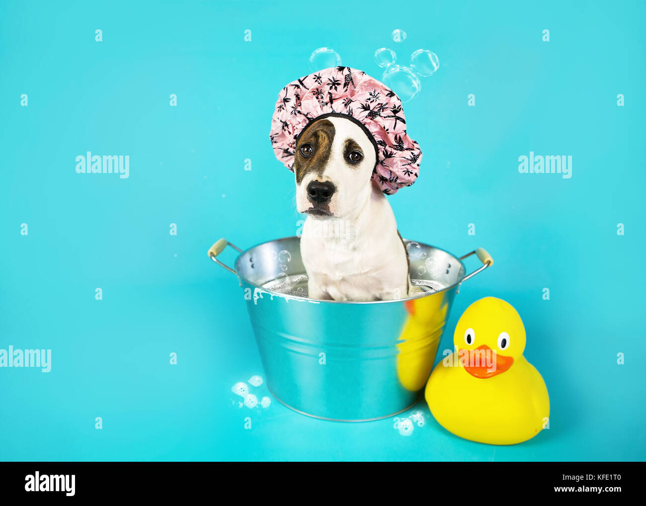 Traurig Welpe in eine Badewanne mit Quietscheentchen Stockfoto