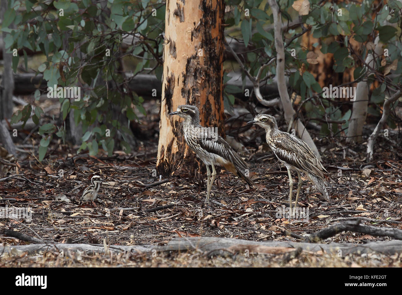 Buschknieige (Burhinus grallarius) Eltern und ein Küken. Dryandra Woodland, Wheatbelt Region, Western Australia, Australien Stockfoto