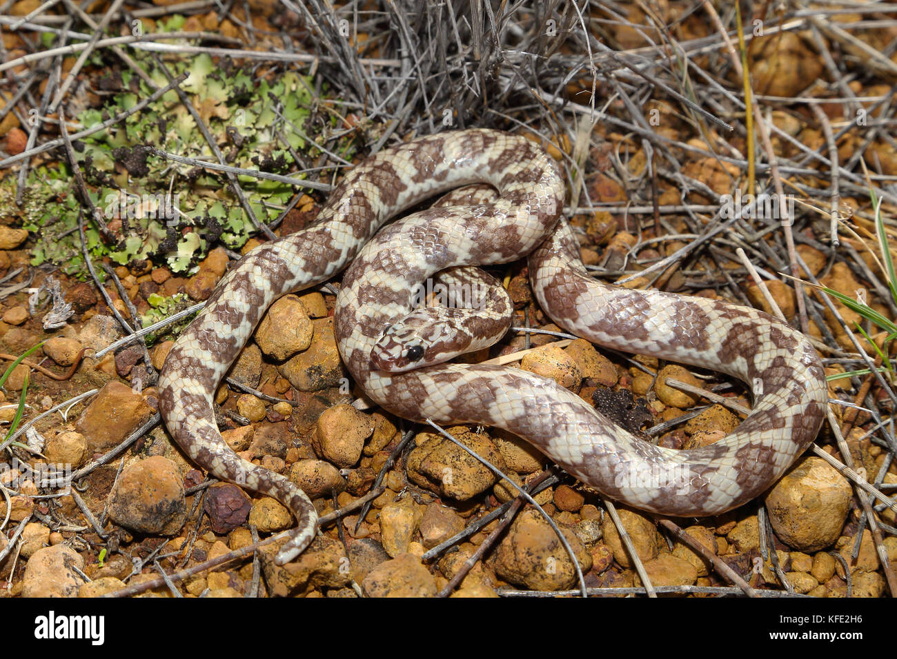 Auf steinigem Boden gewellte, helle Farbe der Rosenslange (Suta fasciata) morph. Sie ist etwa 38 cm lang. Yalgoo, Region Mittlerer Westen, Westaustralien, Australien Stockfoto