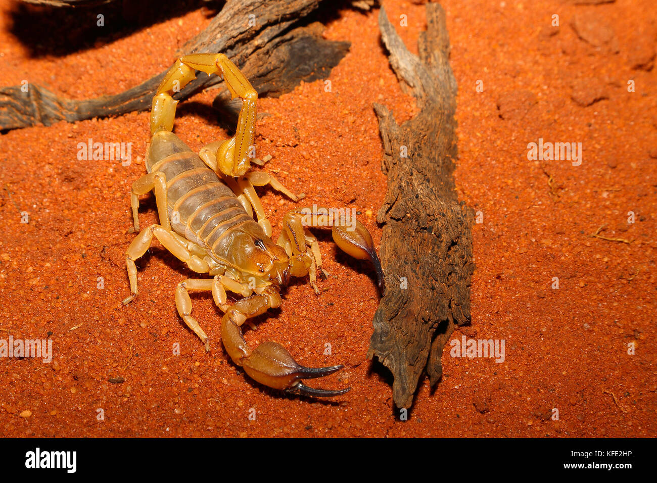 Ein Wüstenskorpion (Urodacus hoplutus) einer Gattung, die in der Regel etwa 10 cm lang ist.Ihr Stich ist nicht gefährlich, aber schmerzhaft, möglicherweise für einige Tage. Leonor Stockfoto