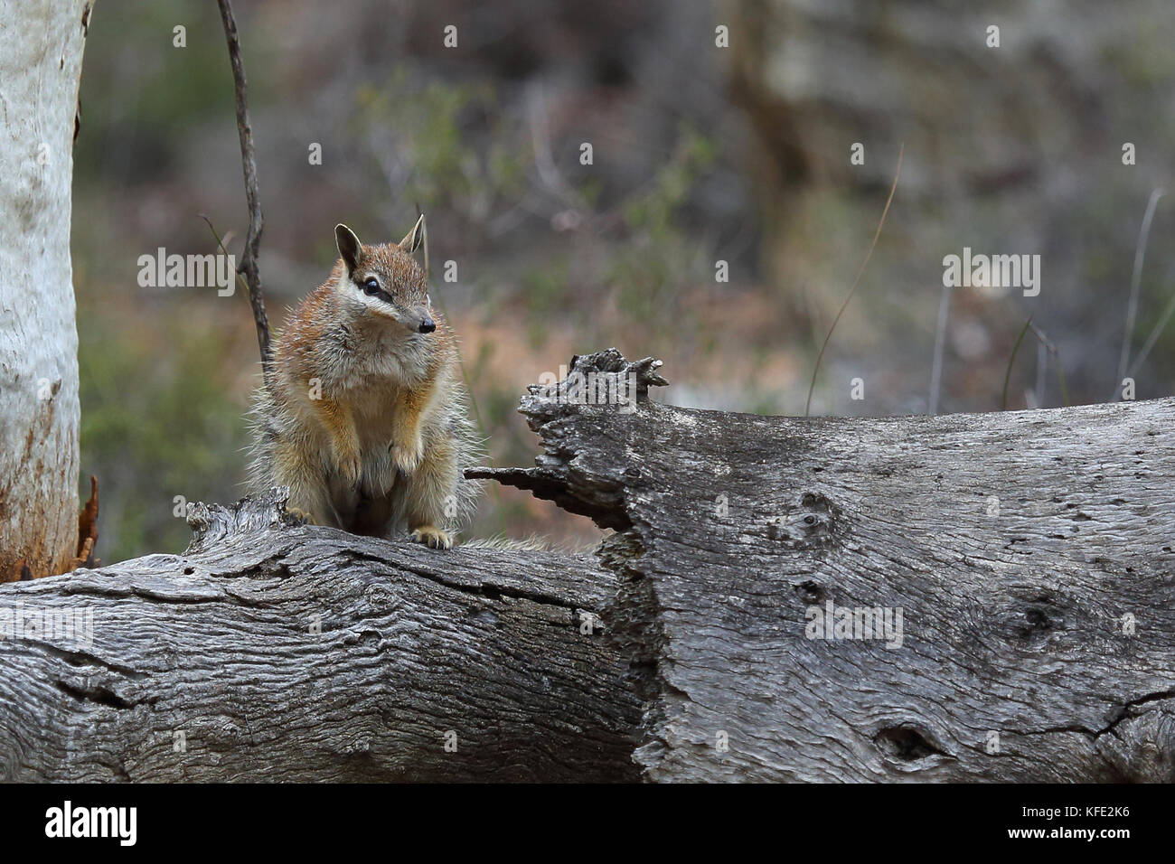 Numbat (Myrmecobius fasciatus) Mutter trägt vier Junge. Baby-Numbats Klammern sich an Zitzen an ihrer Mutter - sie hat keine Tasche - für die ersten vier oder fünf Stockfoto