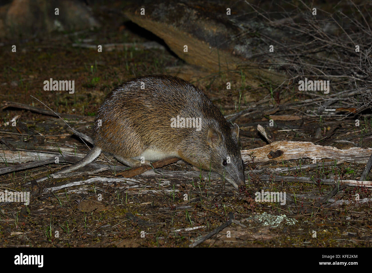Isoodon obesulus fusciventer Fotos und Bildmaterial in hoher