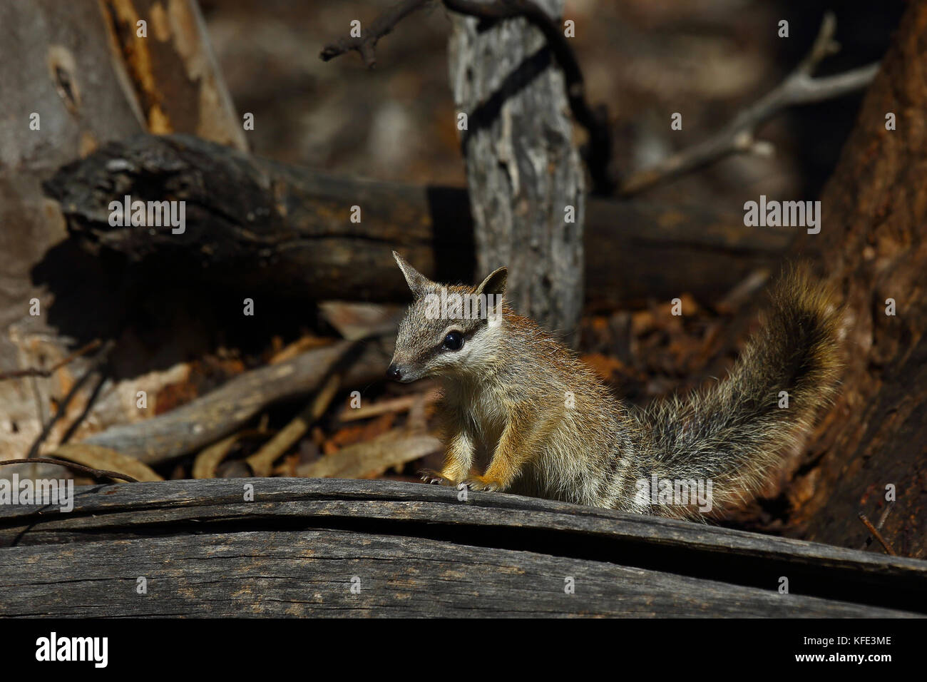 Numbat (Myrmecobius fasciatus), junge Tiere erforschen. Dryandra Woodland, Wheatbelt Region, Western Australia, Australien Stockfoto