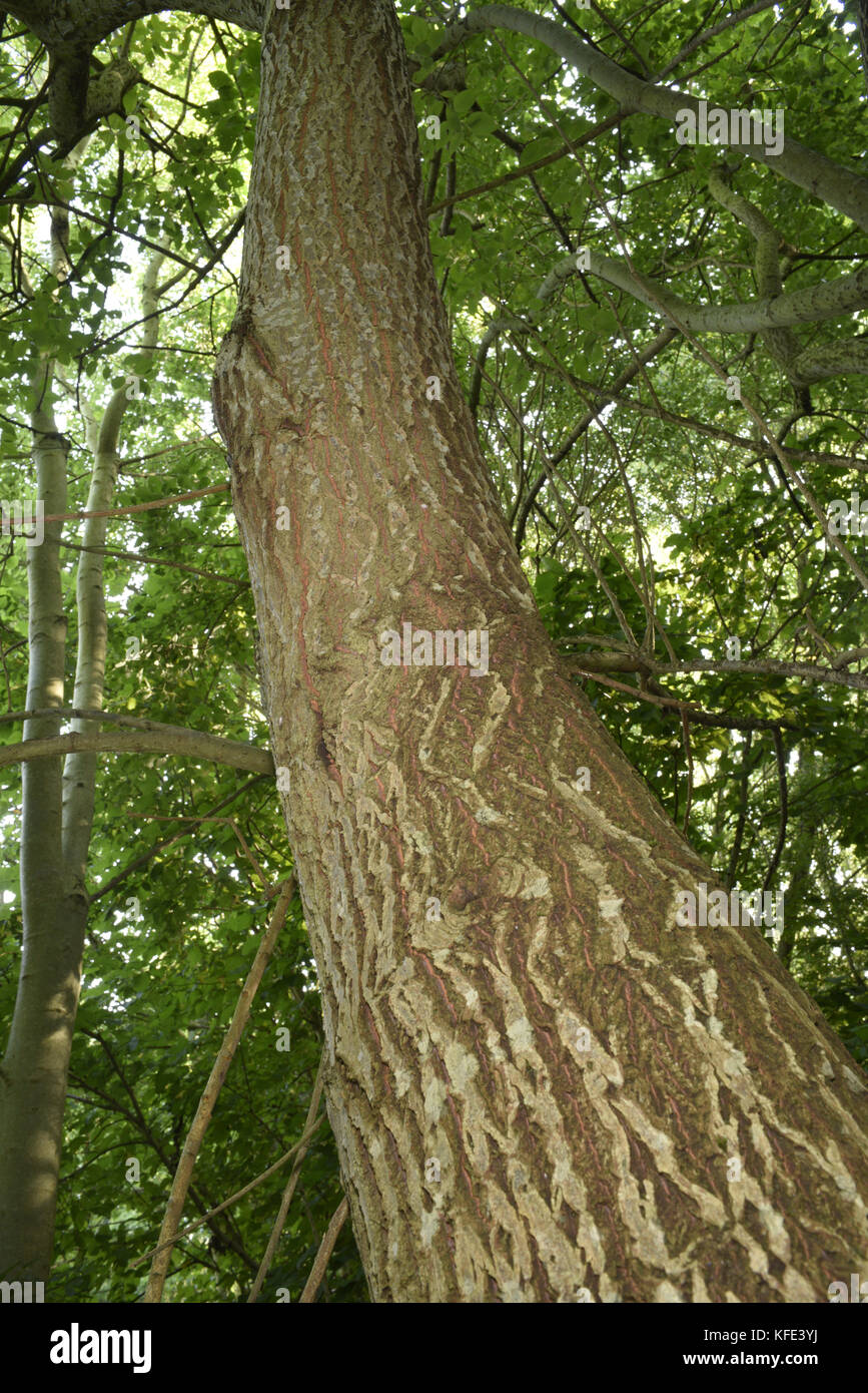 Ziege Weide - Salix capraea Stockfoto