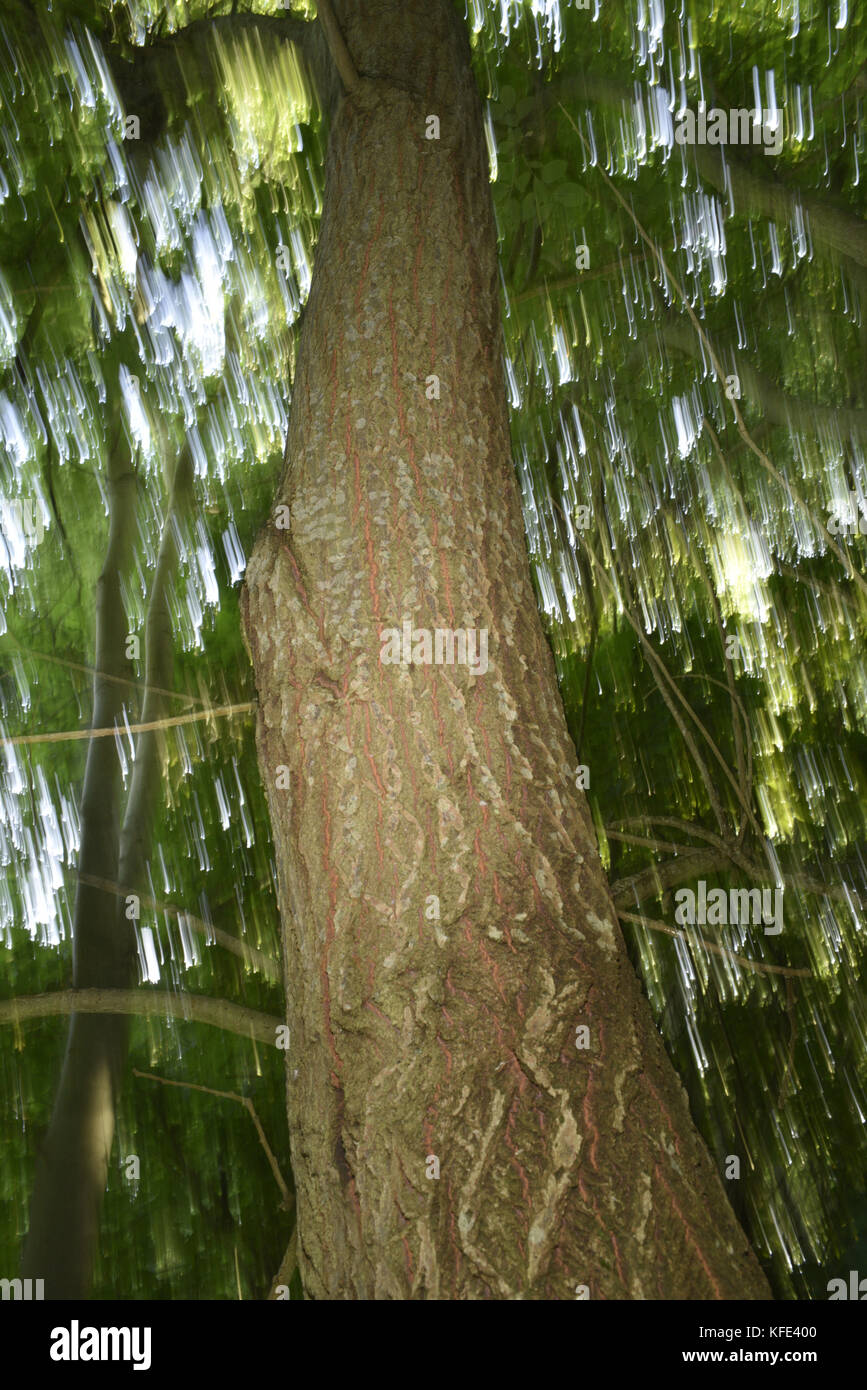 Ziege Weide - Salix capraea Stockfoto