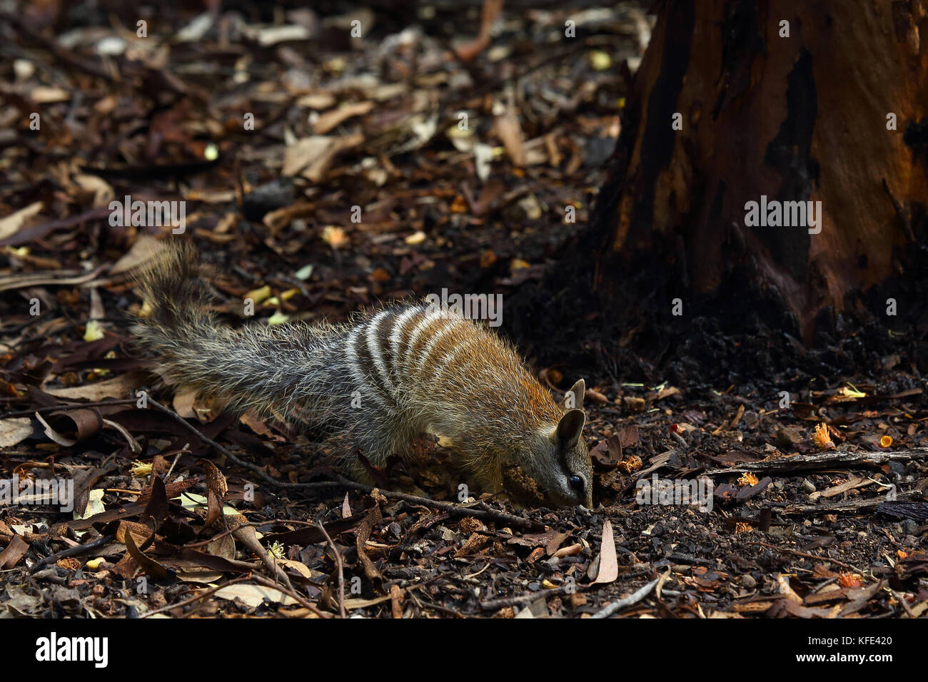 Numbat (Myrmecobius fasciatus), ein junges Tier, das seine Umgebung erkundet. Dryandra Woodland, Wheatbelt Region, Western Australia, Australien Stockfoto