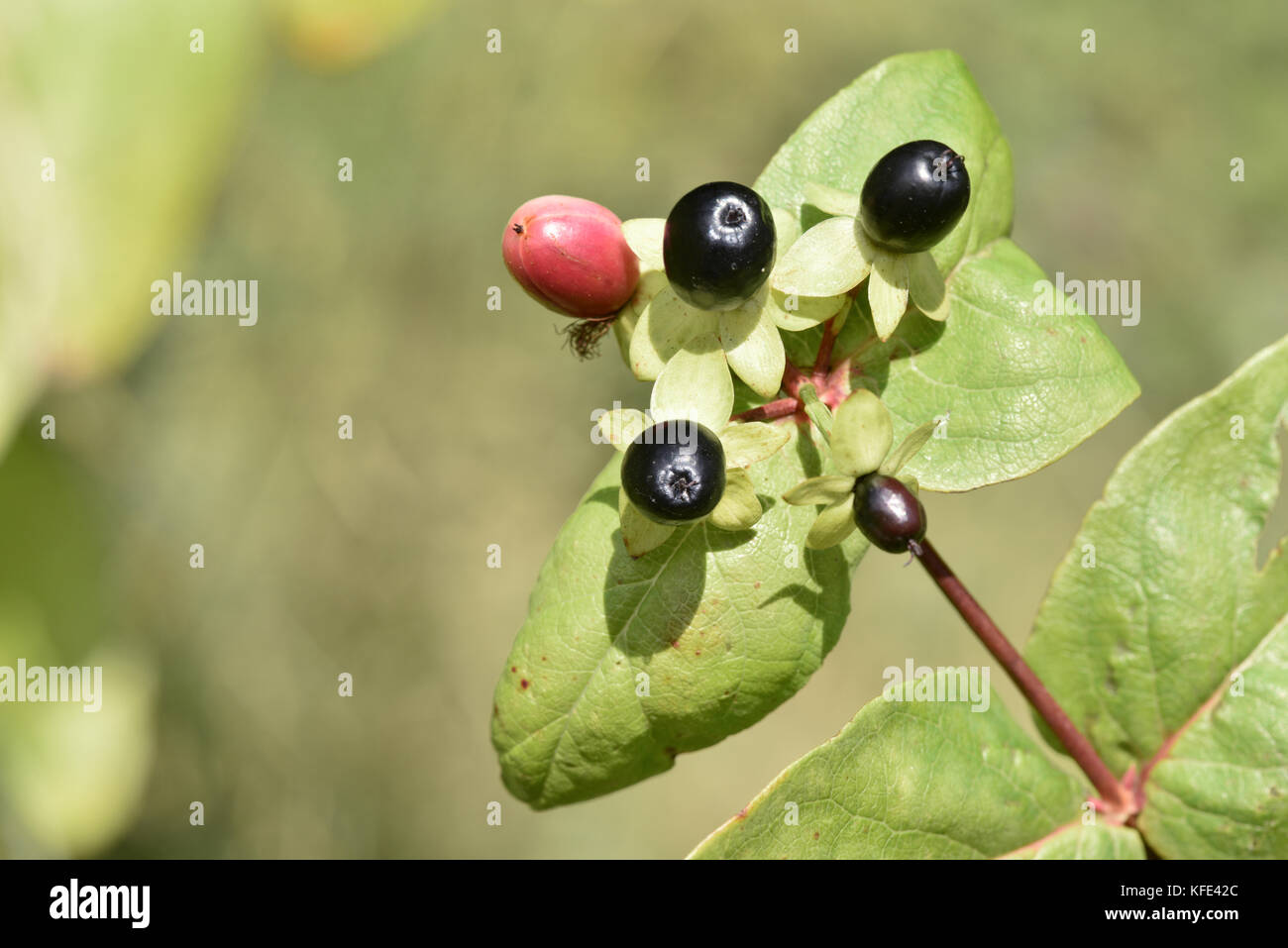 Tutsan - Hypericum androsaemum Stockfoto