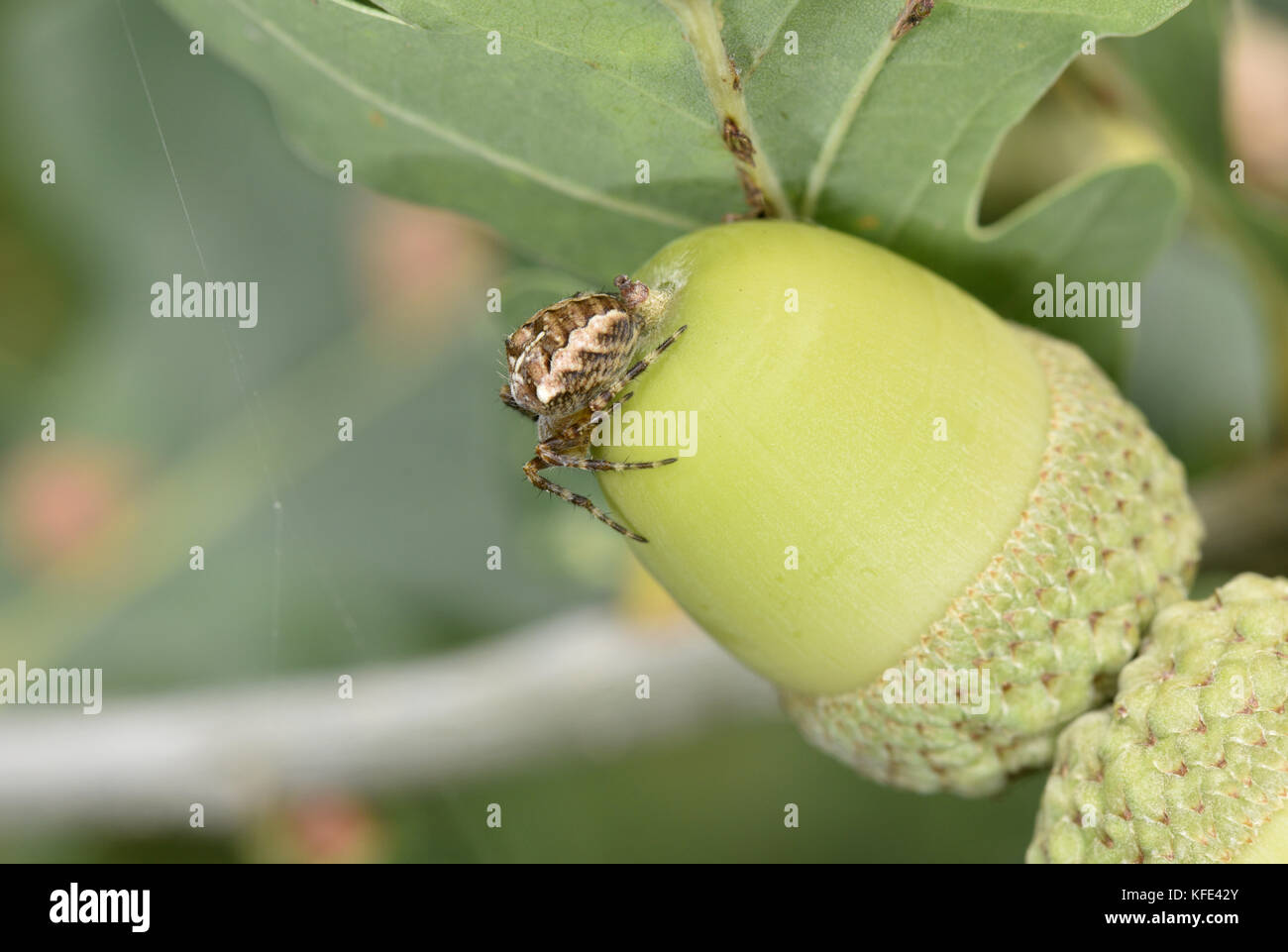 Garden Spider-Araneus diadematus Stockfoto