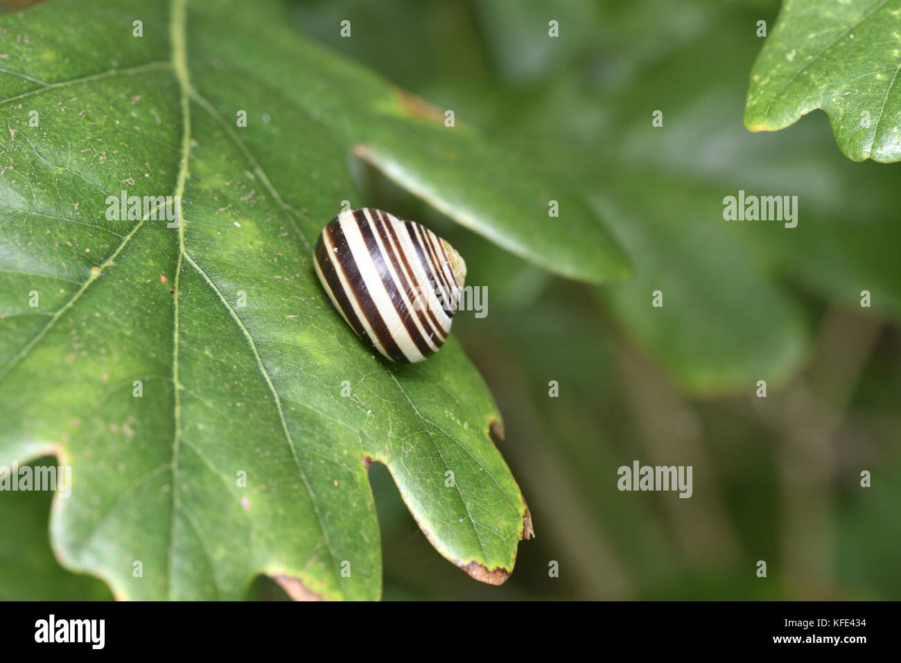 Braun - lippig Schnecke - Cepaea nemoralis Stockfoto