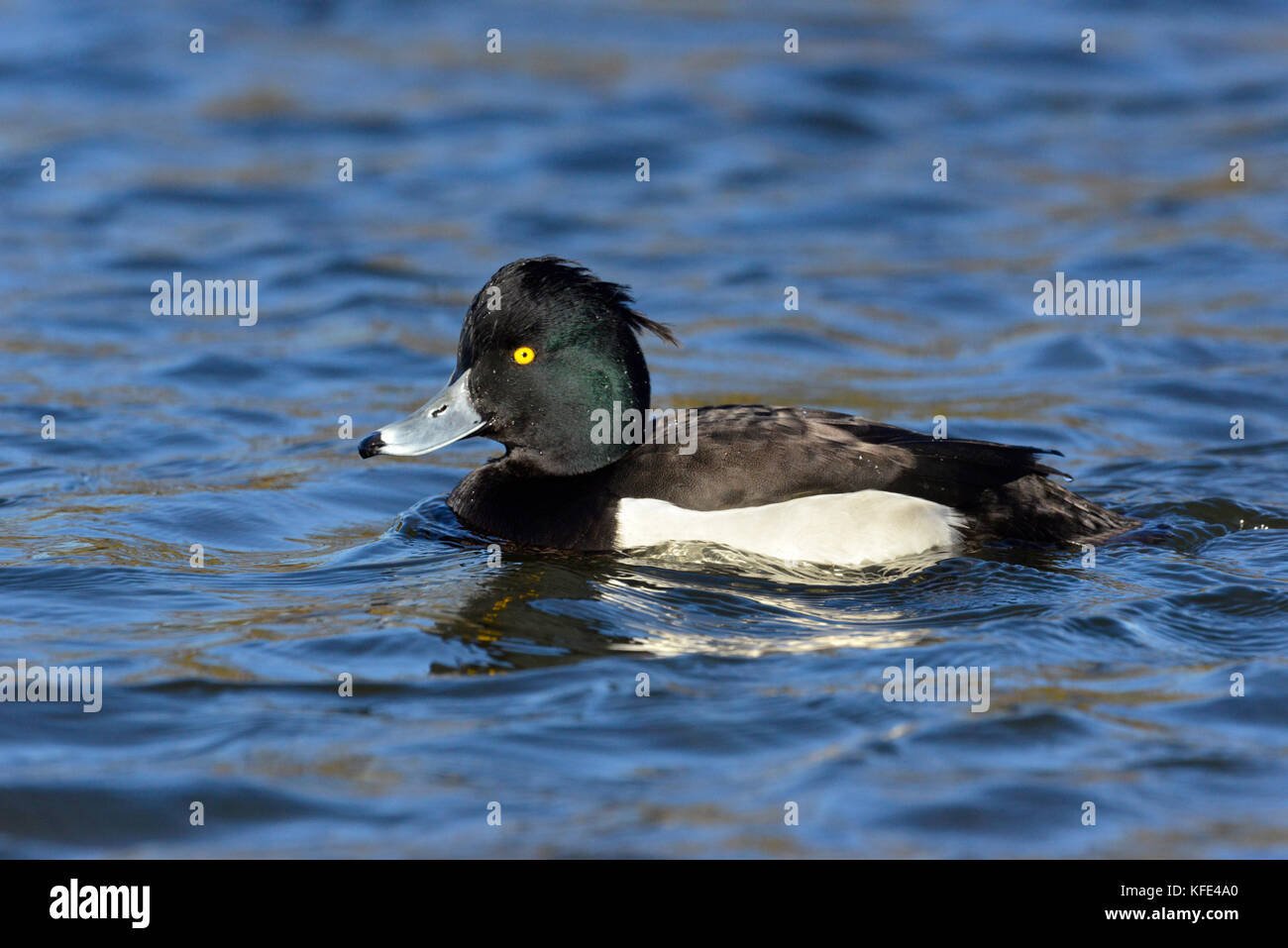 Reiherenten - Aythya Fuligula - männlich Stockfoto