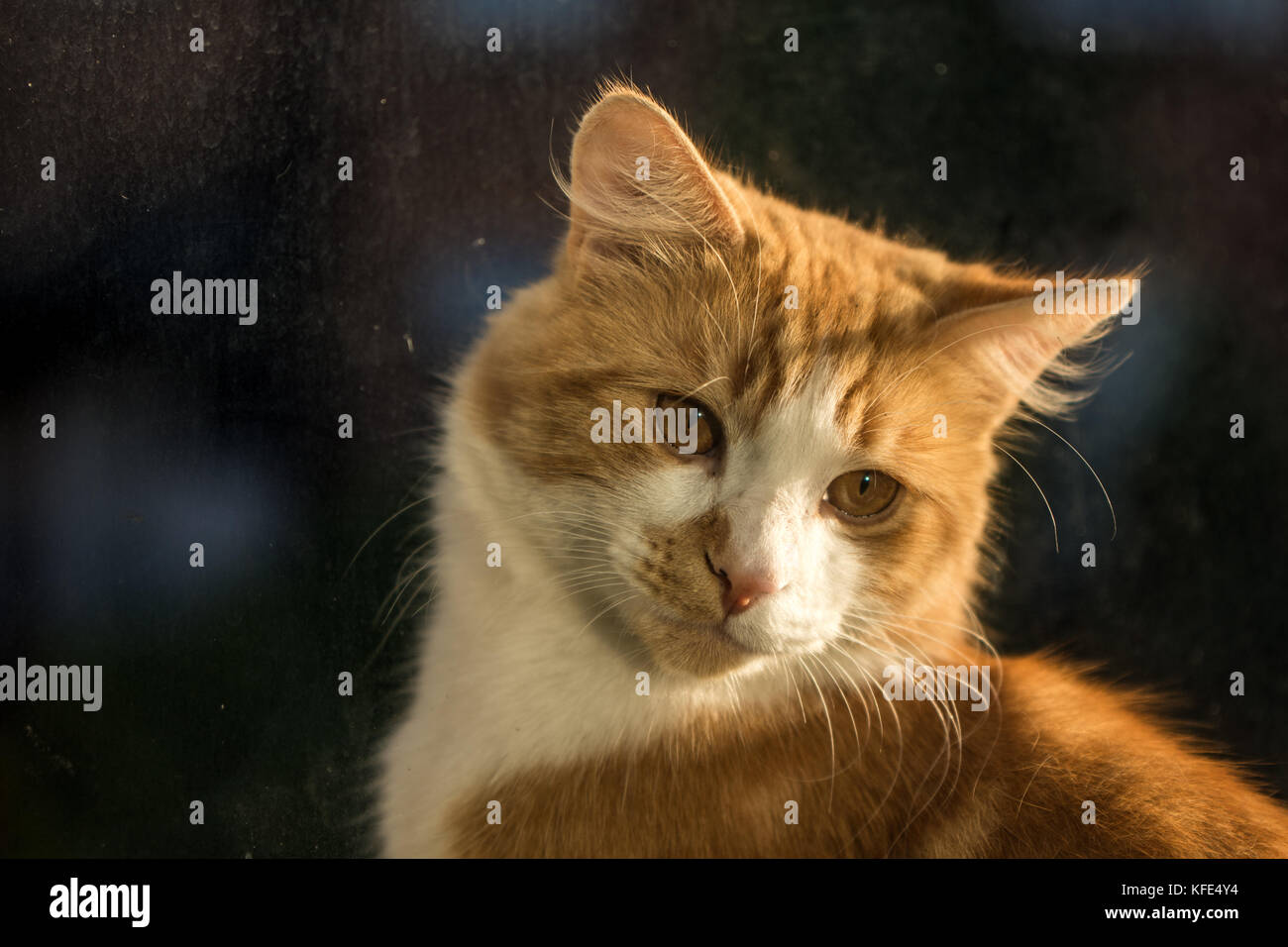 Ginger Cat Close-up Während der Goldenen Stunde Stockfoto