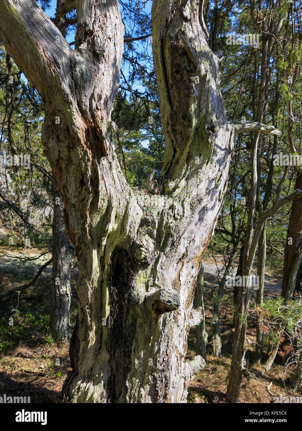 ALTER NATURWALD im Frühjahr 2017 Stockfoto