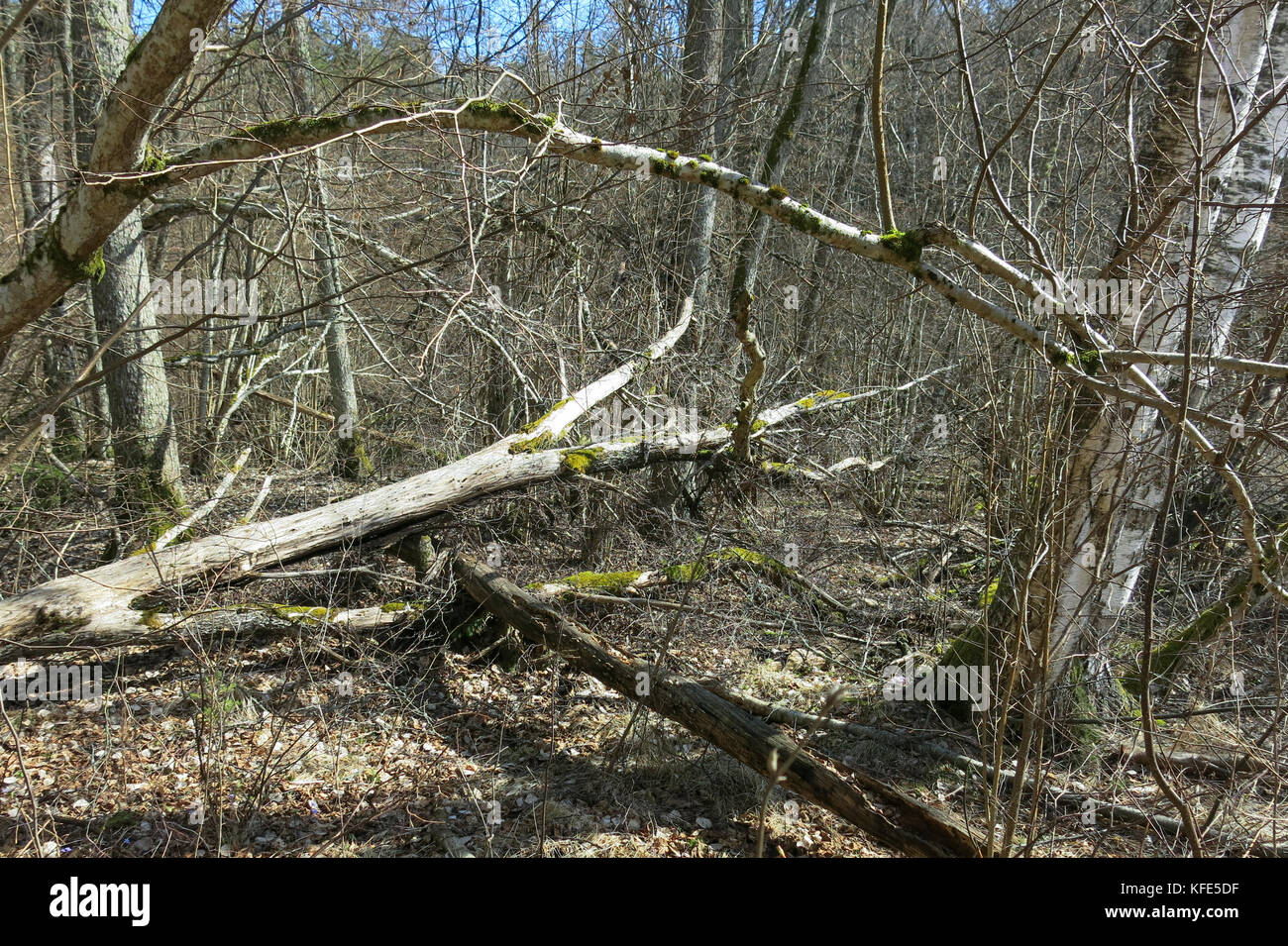 Alte natürliche Wald am Frühling 2017 Stockfoto