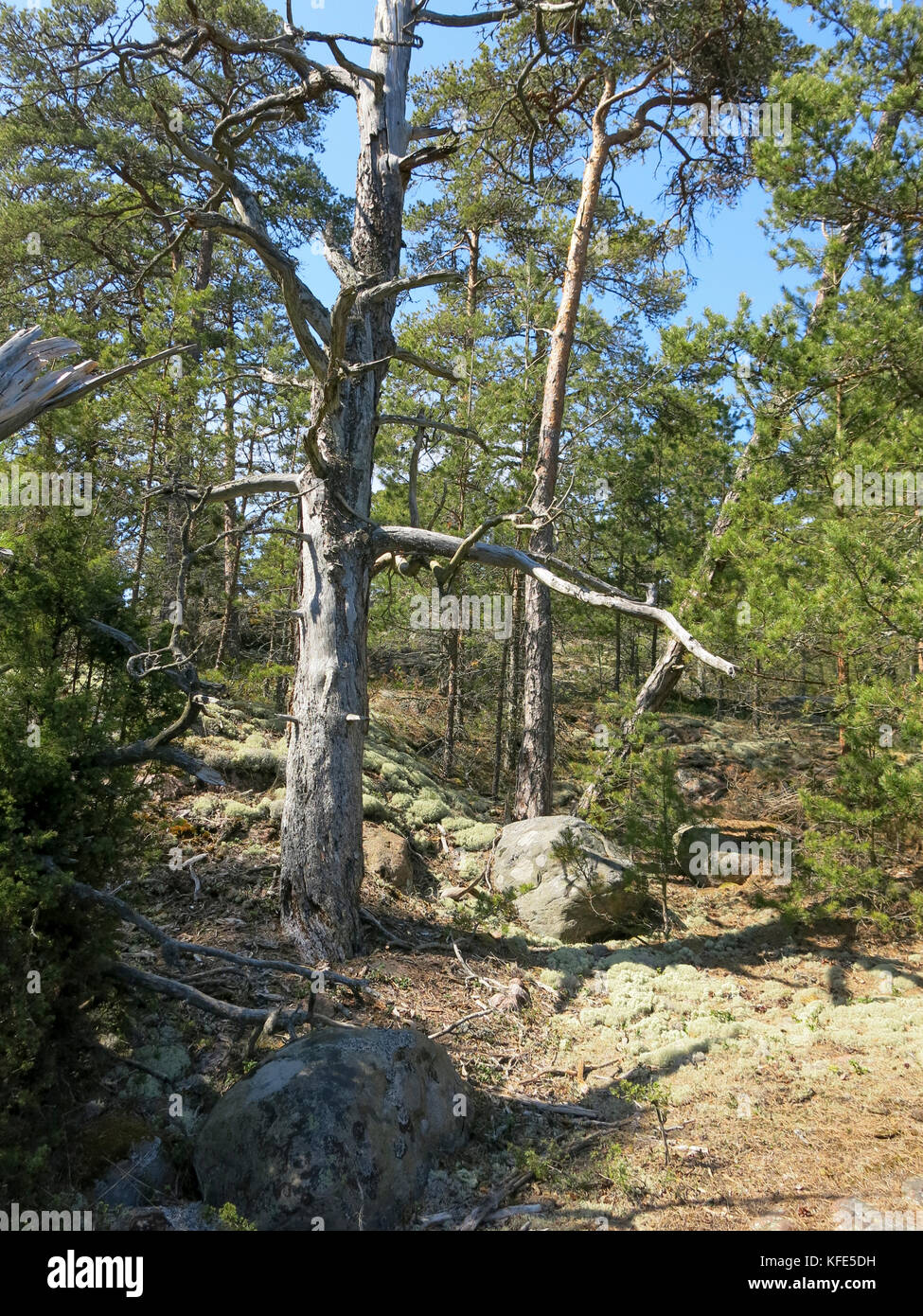 Alte natürliche Wald am Frühling 2017 Stockfoto