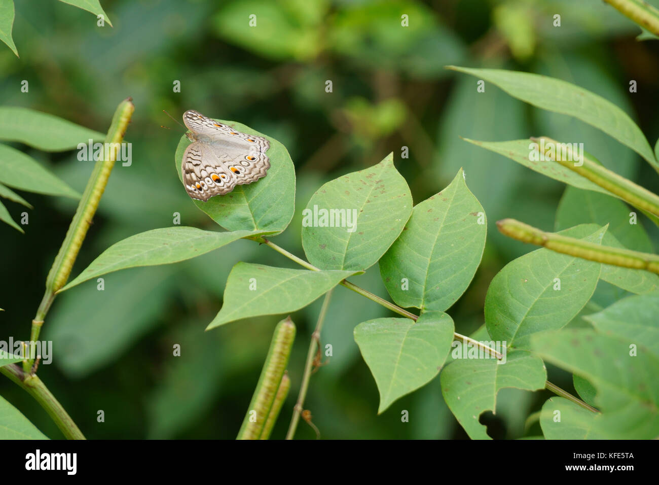 Schmetterling auf grüne Blätter natürlichen Hintergrund Stockfoto