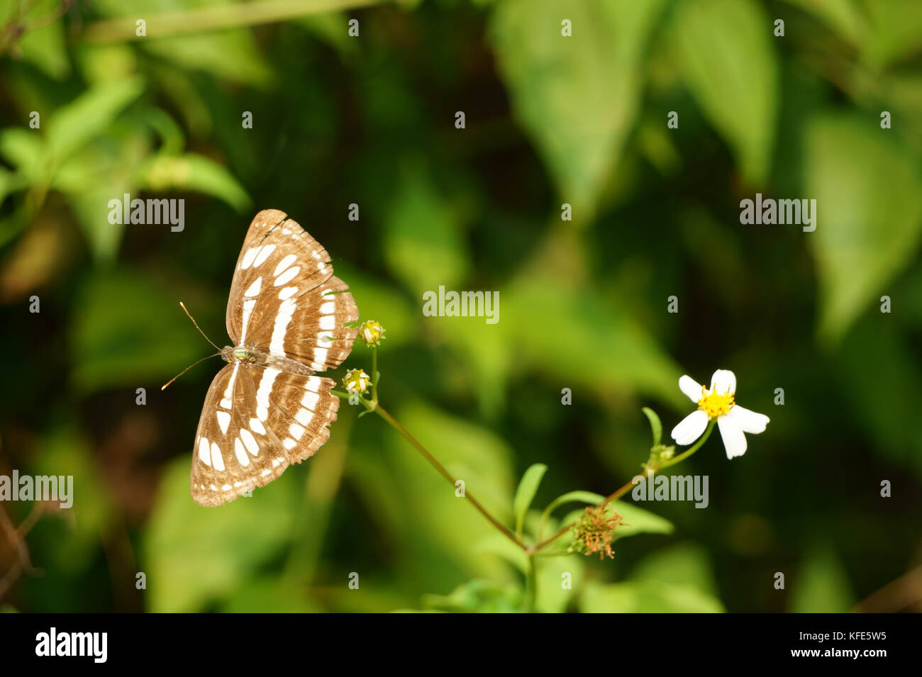 Schmetterling und Blumen in der Bestäubung Stockfoto