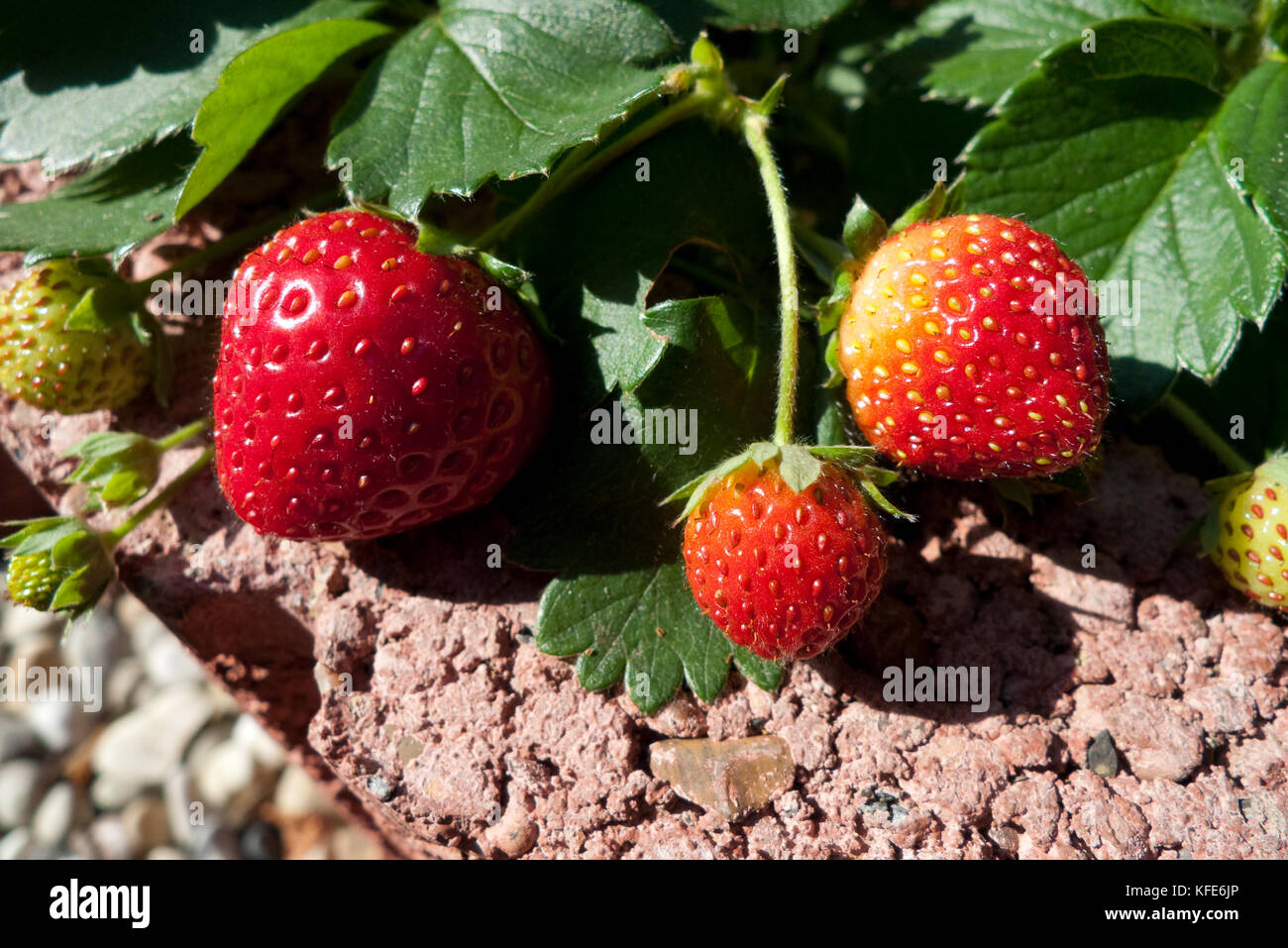 Erdbeerpflanze mit Früchten, Erdbeeren Stockfotografie Alamy