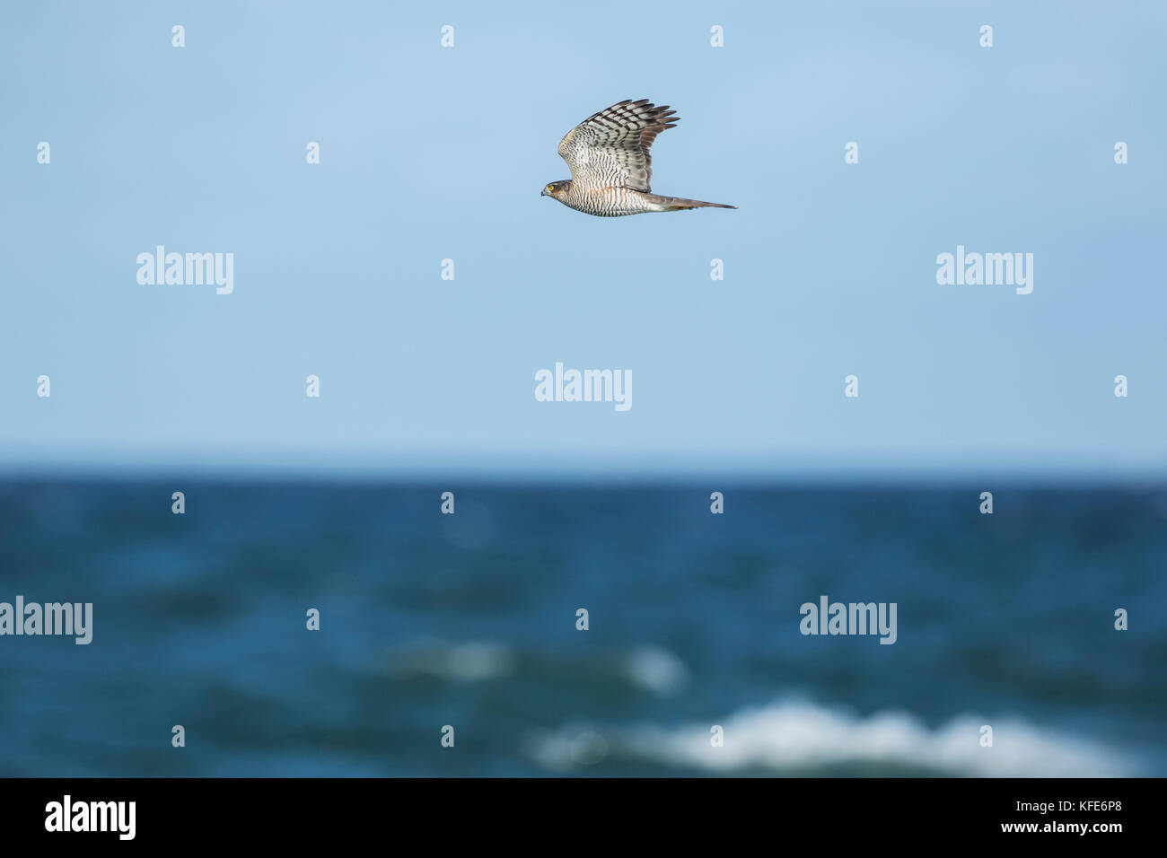 Eurasischen Sperber (Accipiter nisus) im Flug über Migration über das Meer Stockfoto