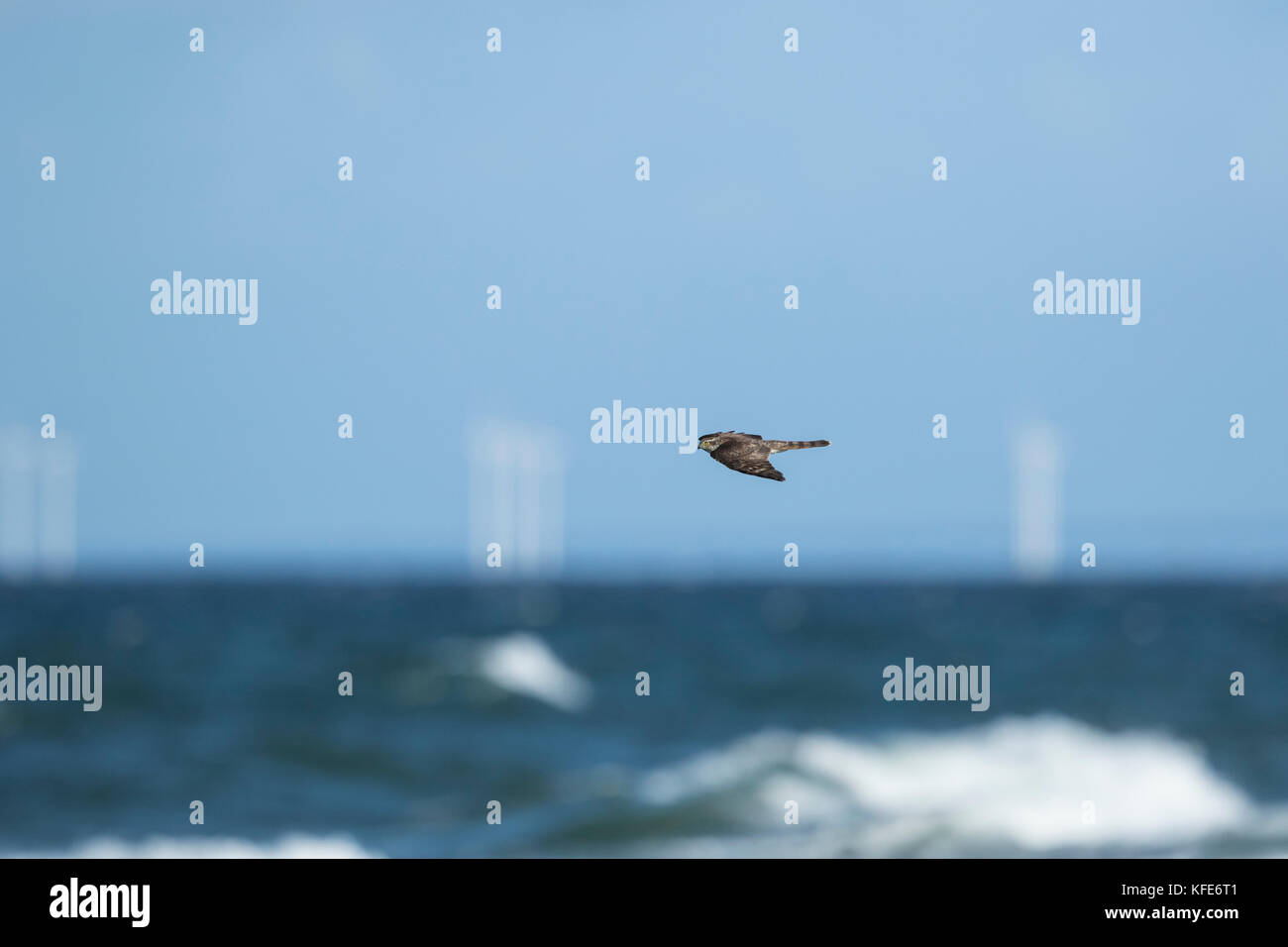 Eurasischen Sperber (Accipiter nisus) im Flug über Migration über das Meer Stockfoto