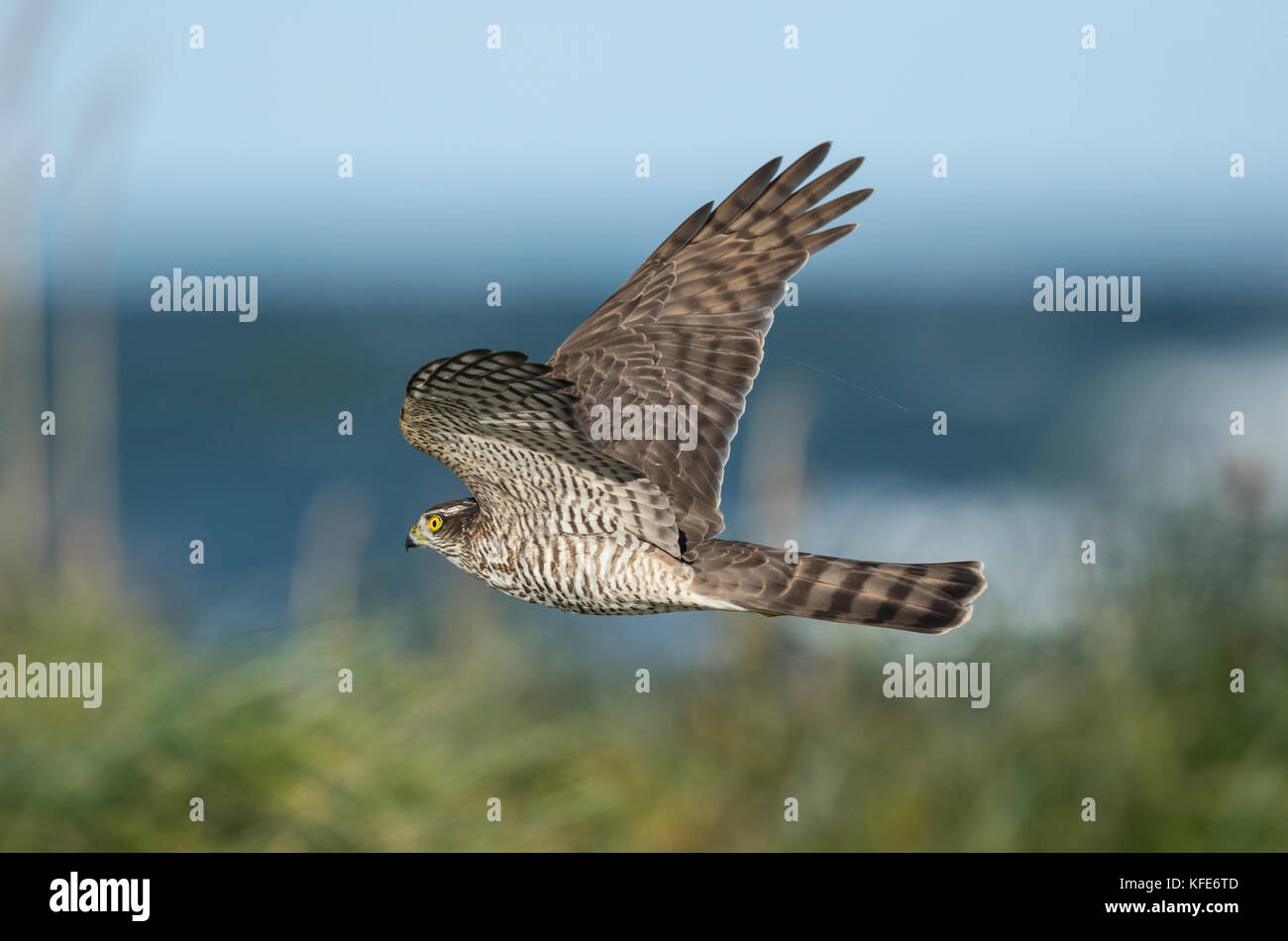 Eurasischen Sperber (Accipiter nisus) im Flug über Migration über das Meer Stockfoto