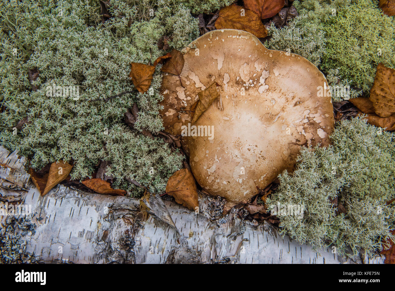 Detail der Birke auf Waldboden mit Rentier Flechten, Ontario, Kanada, Bruce Montagne/Dembinsky Foto Assoc Stockfoto
