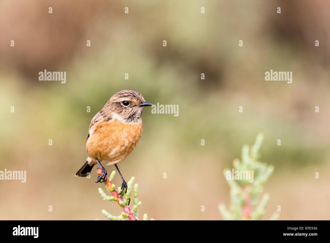 Weibliche Schwarzkehlchen auf der Promenade in Alvor, Portugal Stockfoto