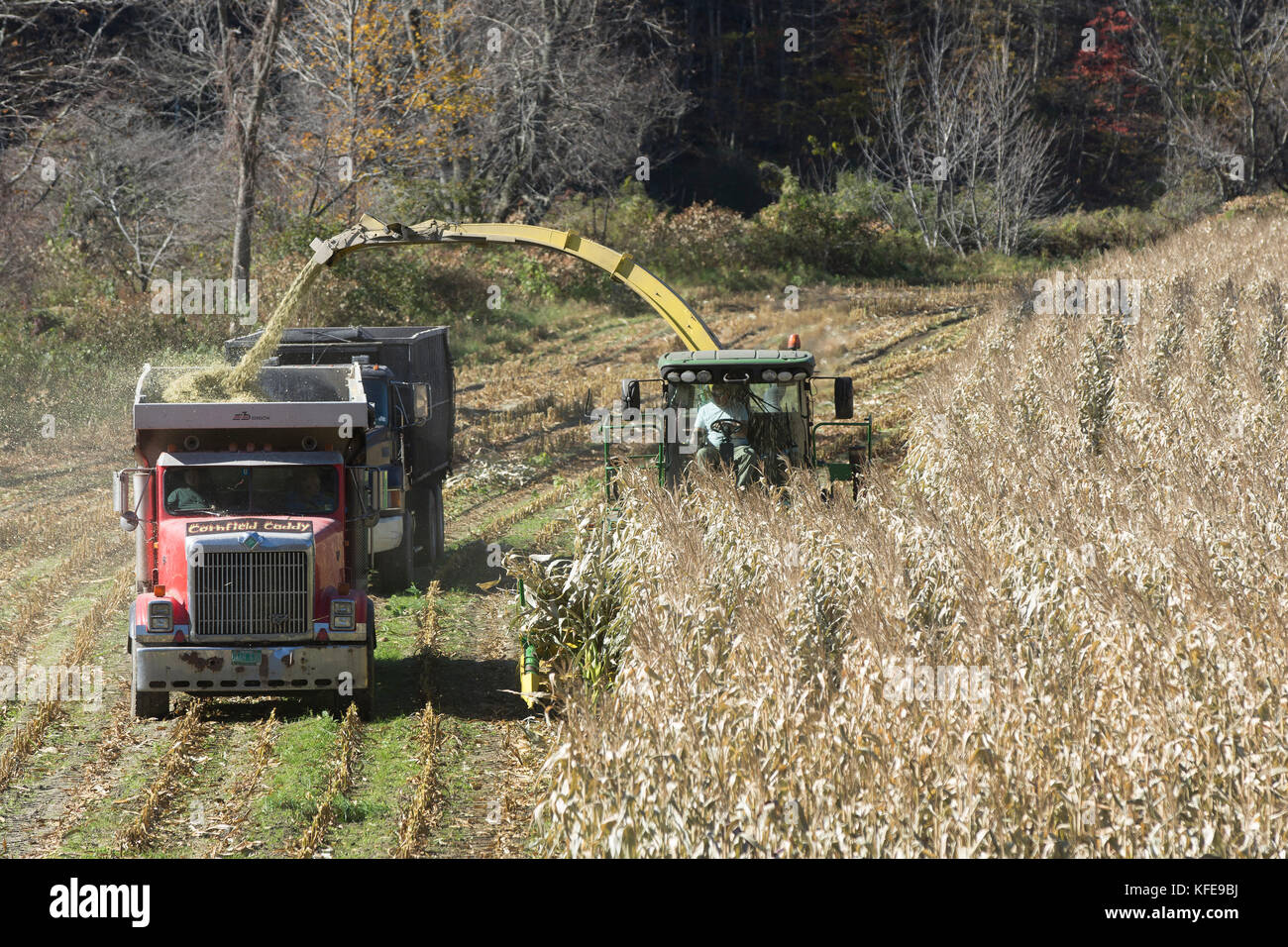 Die Ernte von Mais staulks Für winter Viehfutter in Vermont, USA Stockfoto