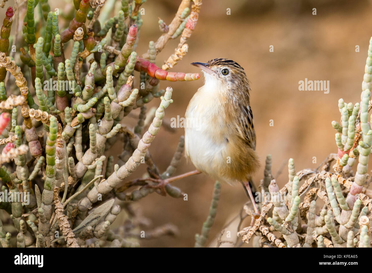Zitting cisticola auf der alvor Nature Reserve, Portugal Stockfoto