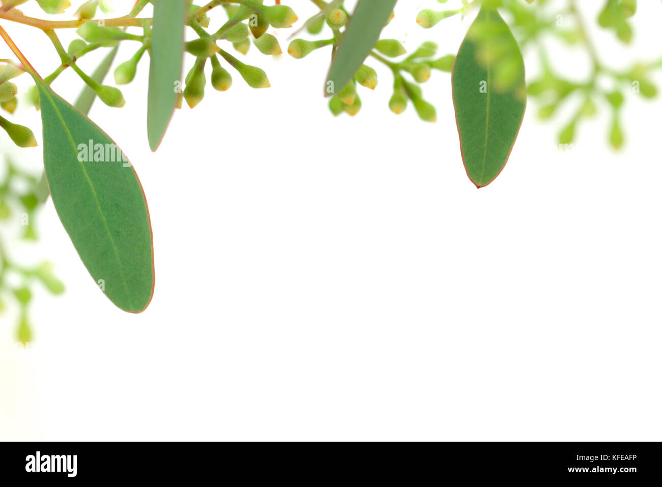 Blätter und Knospen von Eukalyptus isoliert auf weißem Hintergrund. Stockfoto