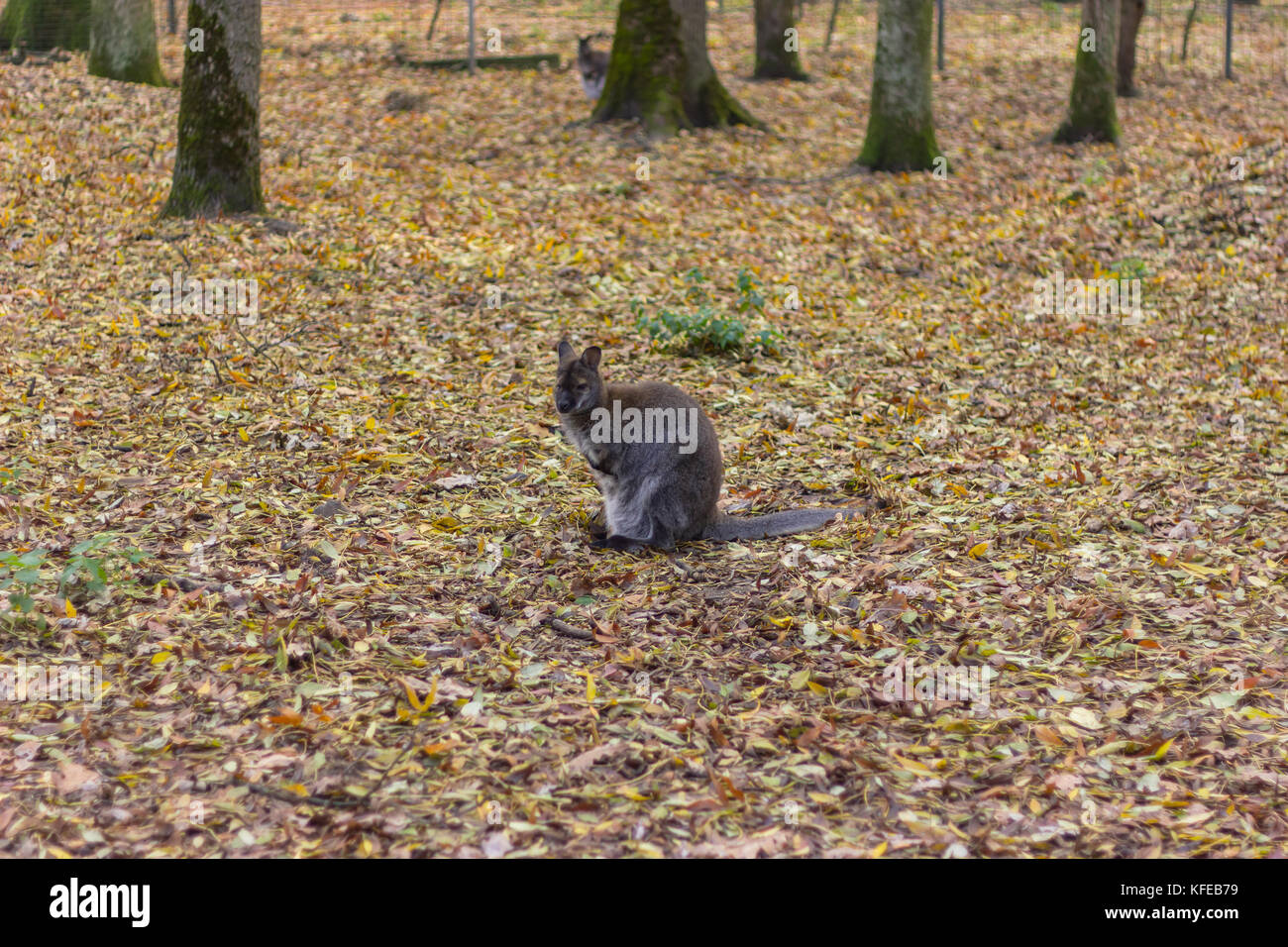 Tier der Biberfamilie auf grau Land zwischen den Bäumen auf dem gelben Laub Stockfoto
