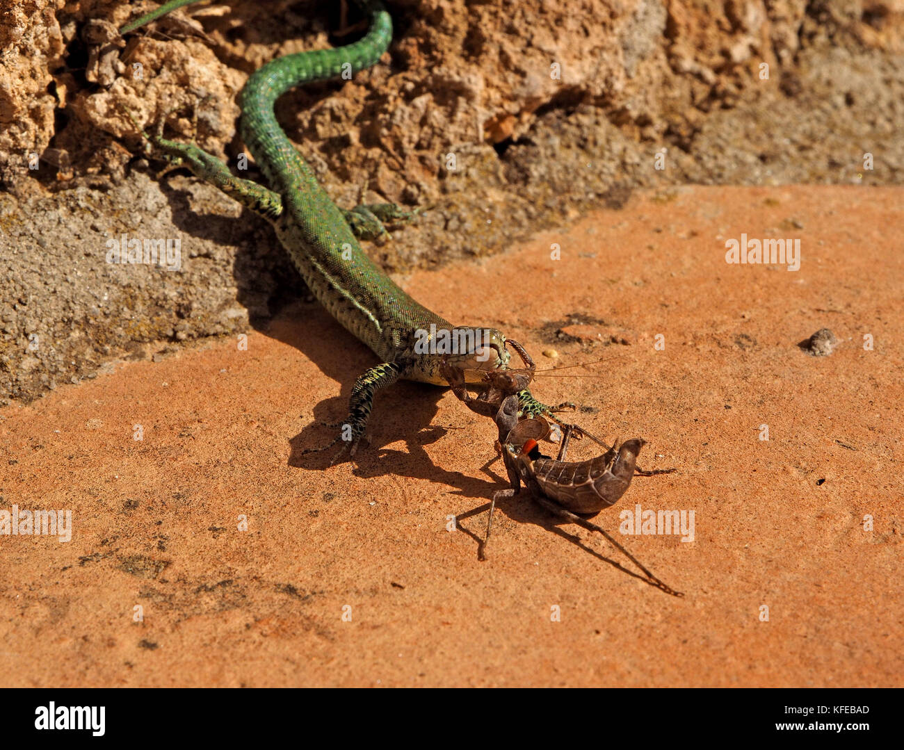 Juvenile Europäische Gottesanbeterin (Mantis Religiosa) oder gottesanbeterin Angriffe viel größere grüne Eidechse in Mijas, Spanien, Beschlagnahme seiner Augen mit raptorial Beine Stockfoto