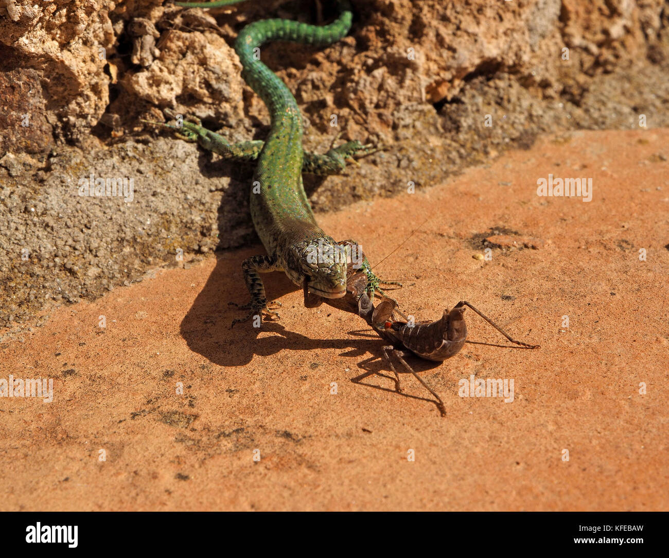 Juvenile Europäische Gottesanbeterin (Mantis Religiosa) oder gottesanbeterin Angriffe viel größere grüne Eidechse in Mijas, Spanien, Beschlagnahme seiner Augen mit raptorial Beine Stockfoto