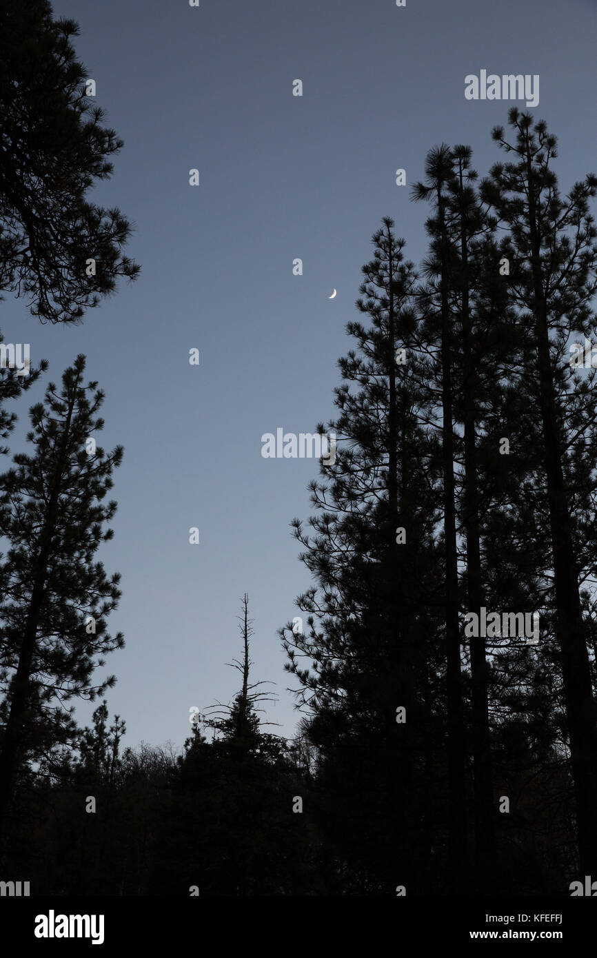 Den Nachthimmel durch den Wald Stockfoto