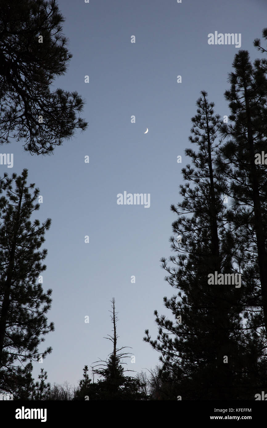 Den Nachthimmel durch den Wald Stockfoto