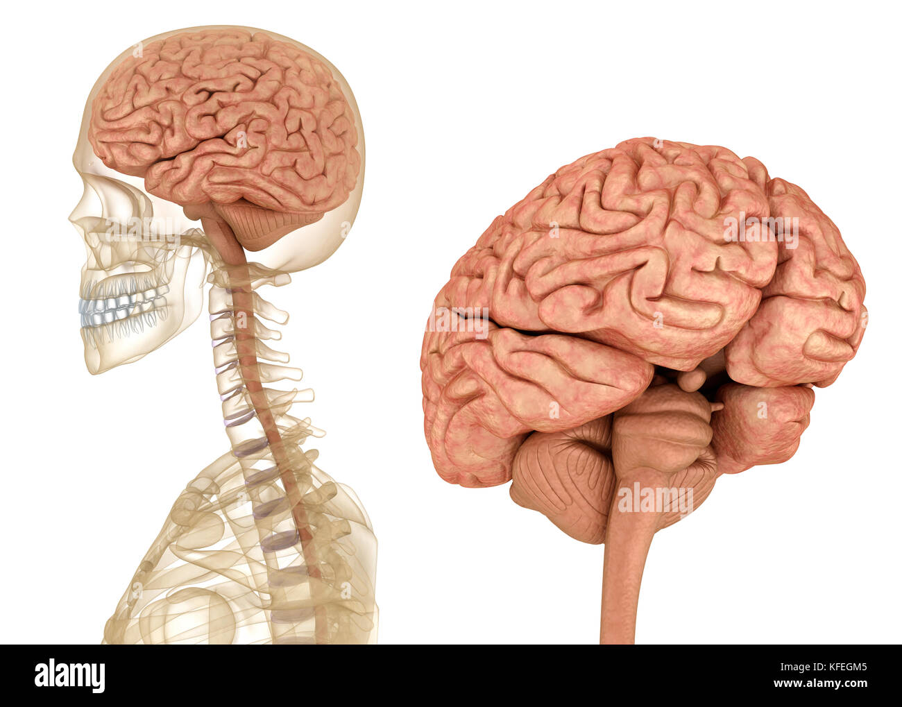 Gehirn und Skelett, Anatomie des Menschen. Medizinisch genaue 3D-Illustration Stockfoto