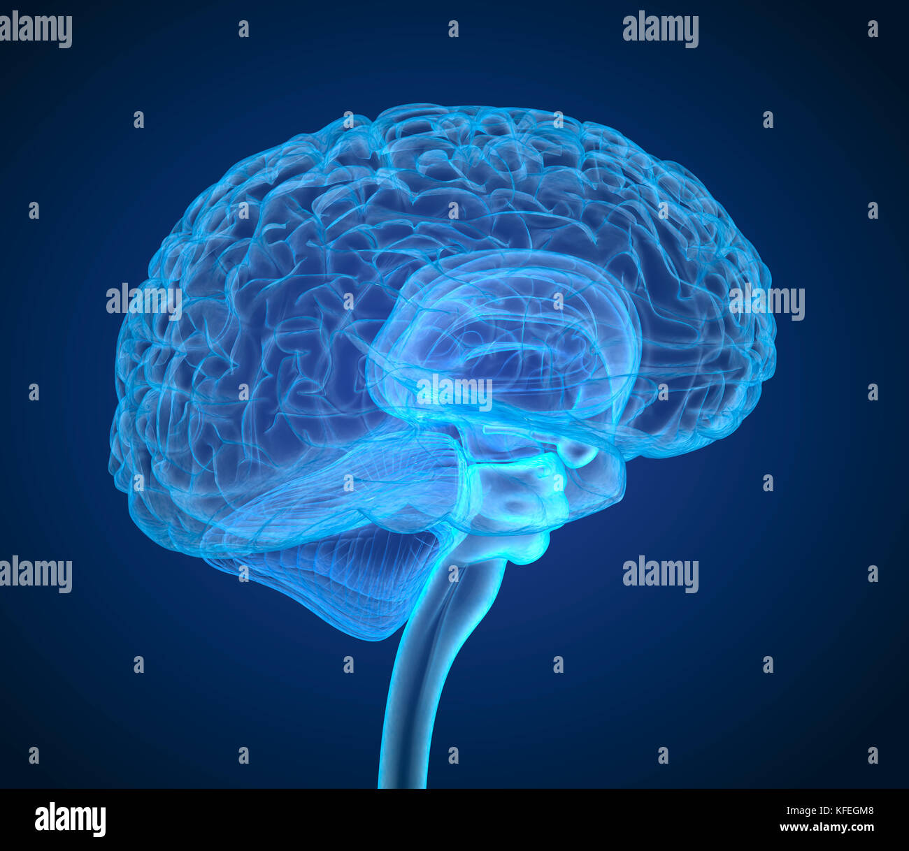 Menschliche Gehirn Röntgen-Scan, medizinisch genaue 3D-Illustration Stockfoto