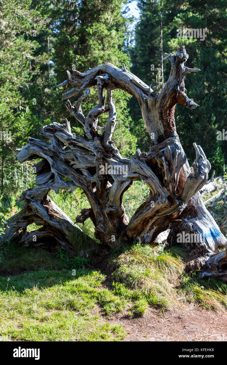 Urwald Wald mit Tree root und sun Flare-vintage Filter Stockfoto