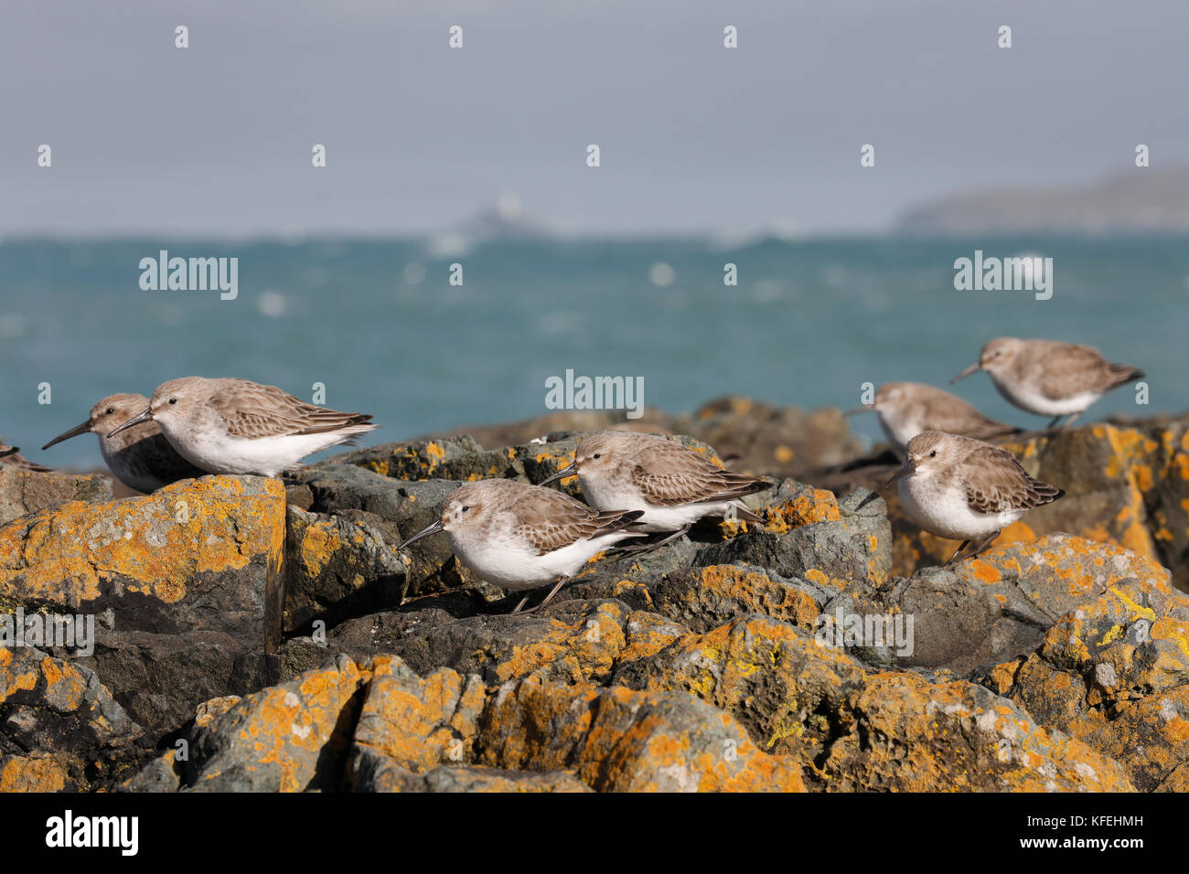 Dunlin; Calidris alpina Flock on Rocks St Ives; Cornwall; Großbritannien Stockfoto