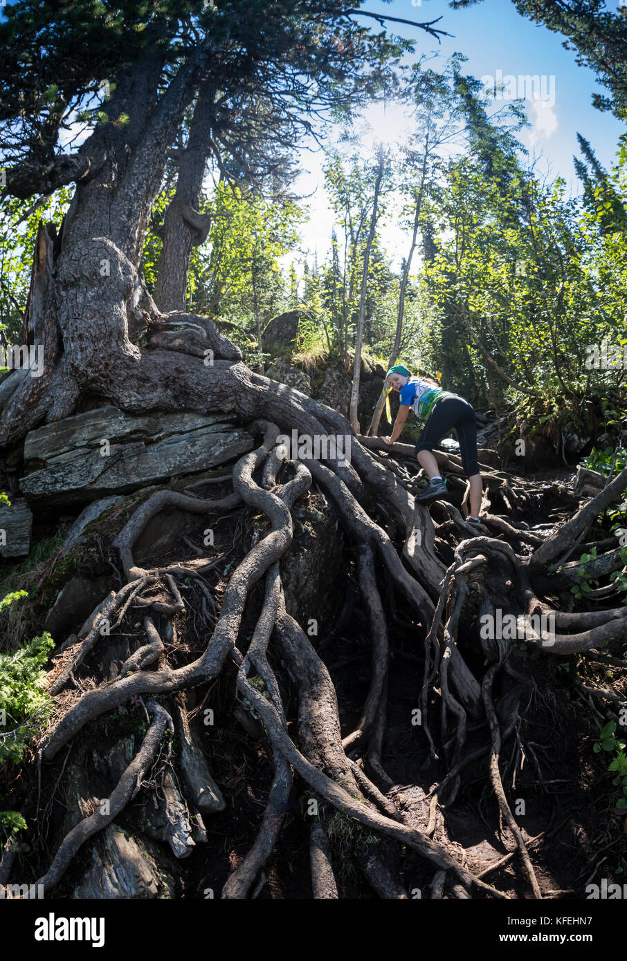Urwald Wald mit Tree root und sun Flare-vintage Filter Stockfoto