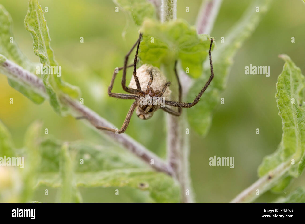 Baumschule Netz Spinne; Pisaura mirabilis Single mit Ei Sac Cornwall; Großbritannien Stockfoto