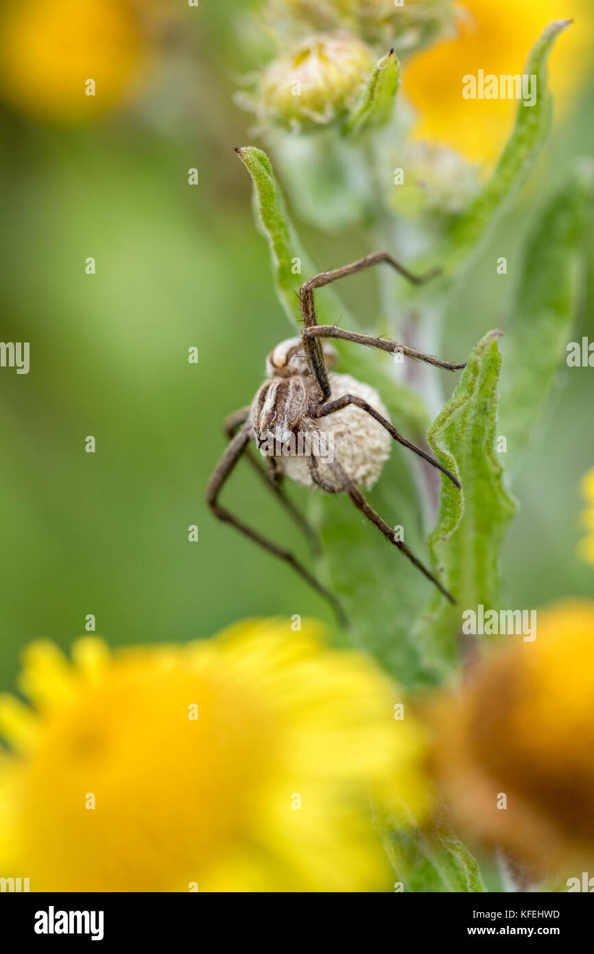 Baumschule Netz Spinne; Pisaura mirabilis Single mit Ei Sac Cornwall; Großbritannien Stockfoto
