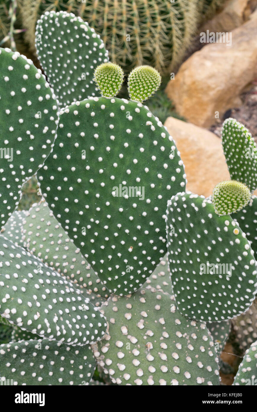 Bunny Ohren Kaktus (Opuntia microdasys) Stockfoto