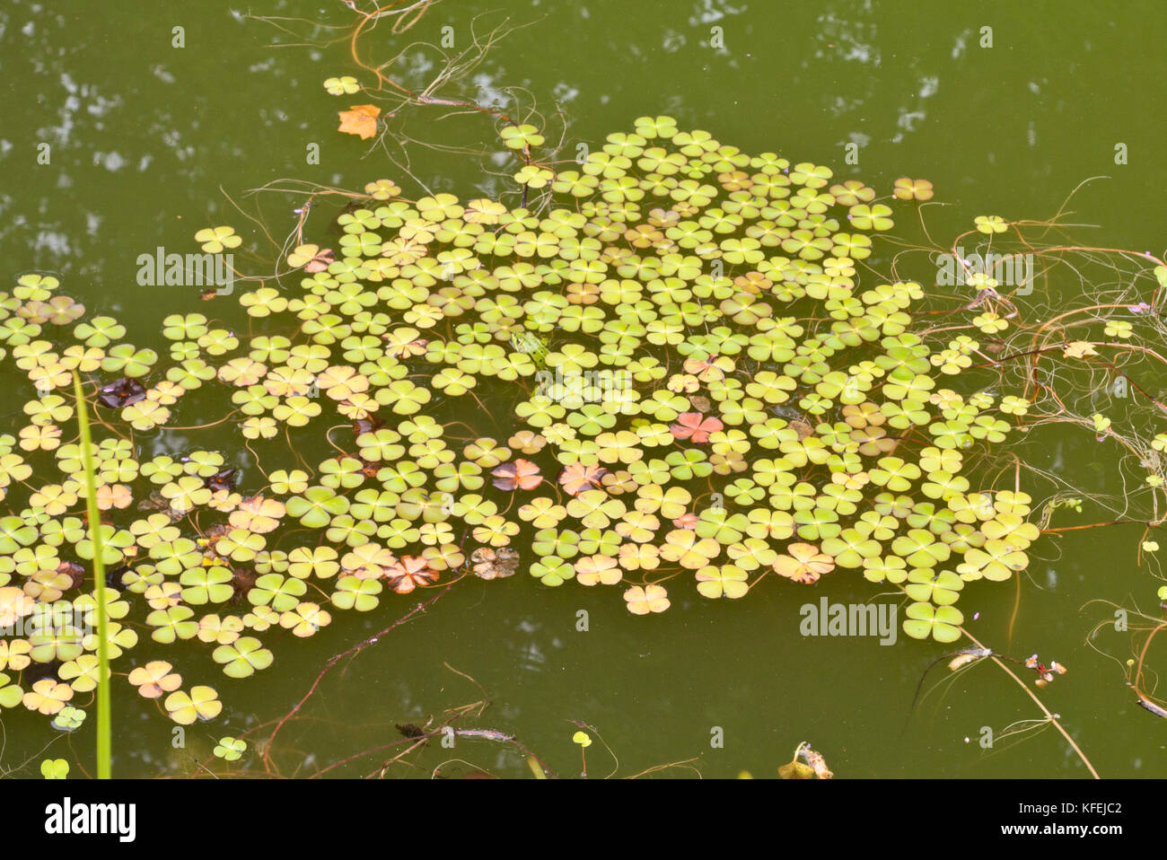 Four Leaf Clover (marsilea quadrifolia) Stockfoto